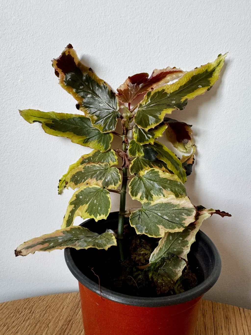 Begonia Dainty Spray Sport Variegated