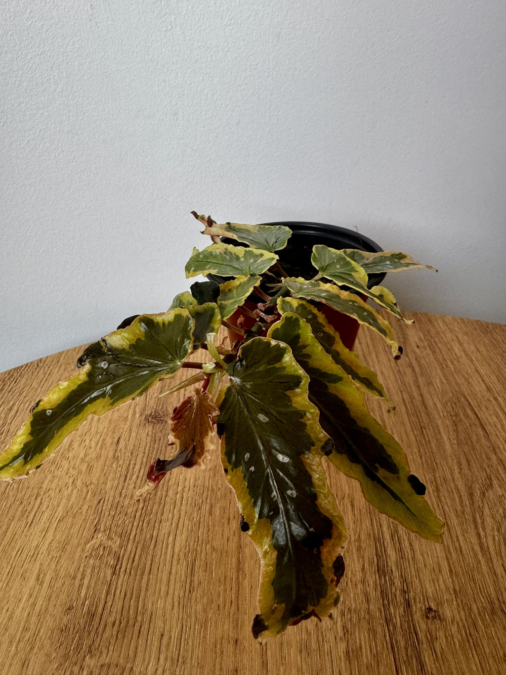 Begonia Dainty Spray Sport Variegated