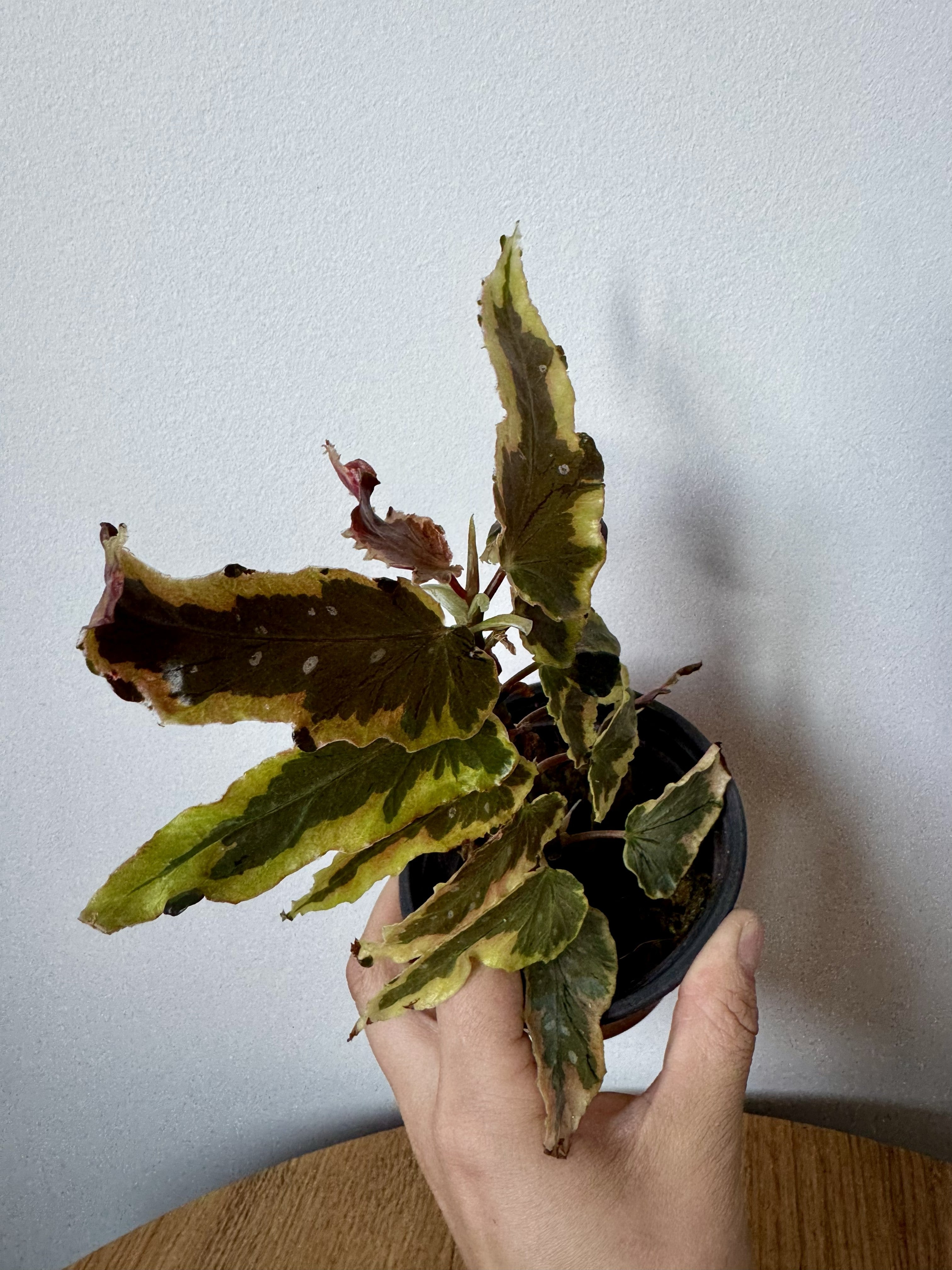 Begonia Dainty Spray Sport Variegated