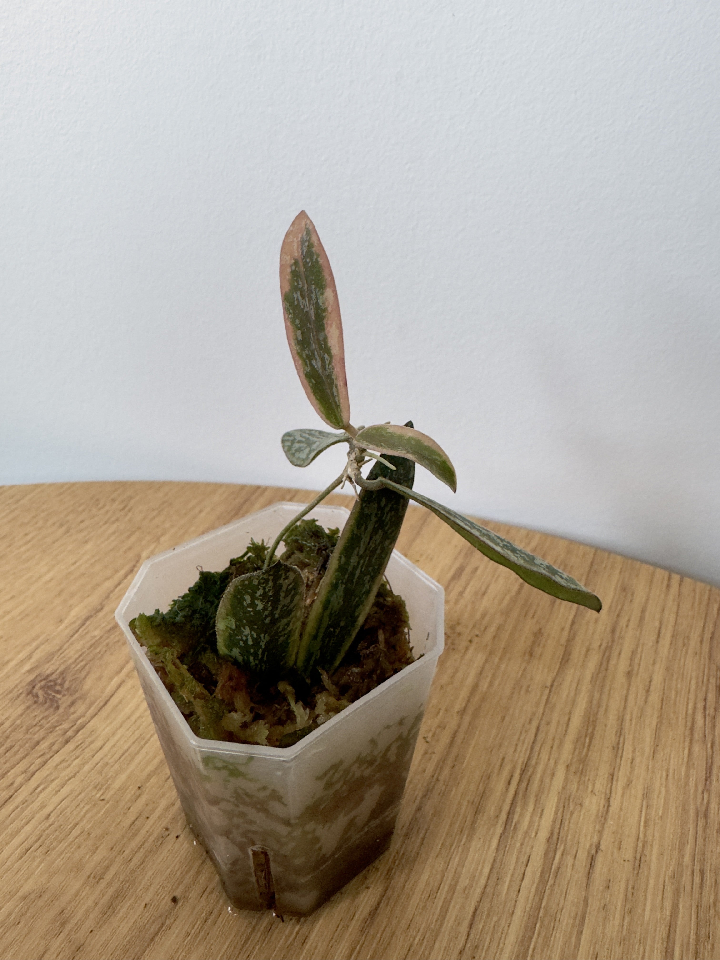 Hoya Sigillatis Outter Variegated