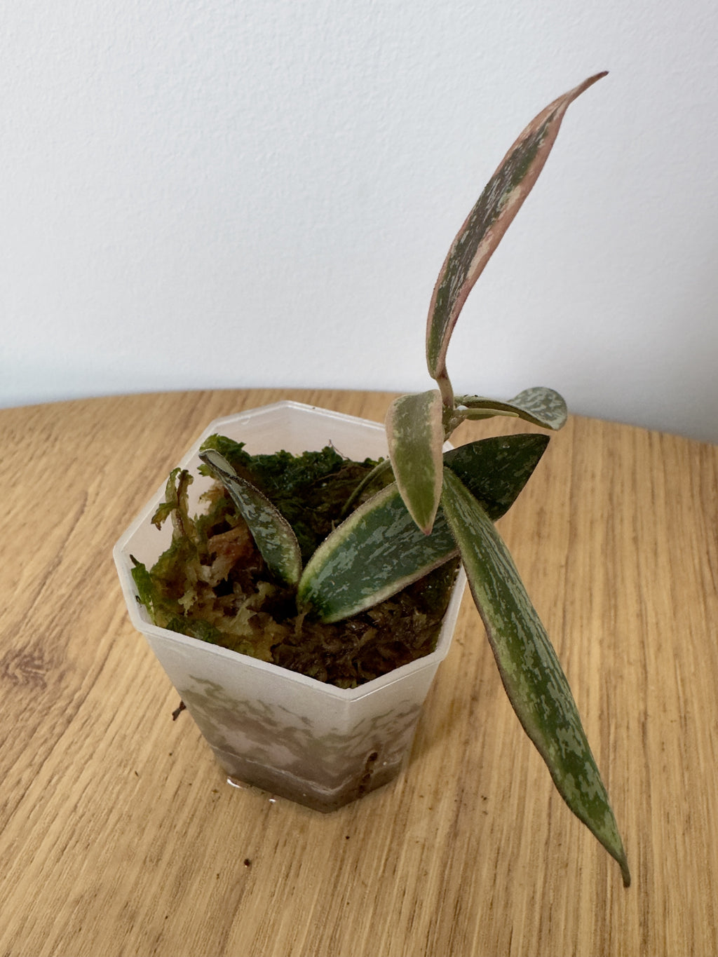 Hoya Sigillatis Outter Variegated