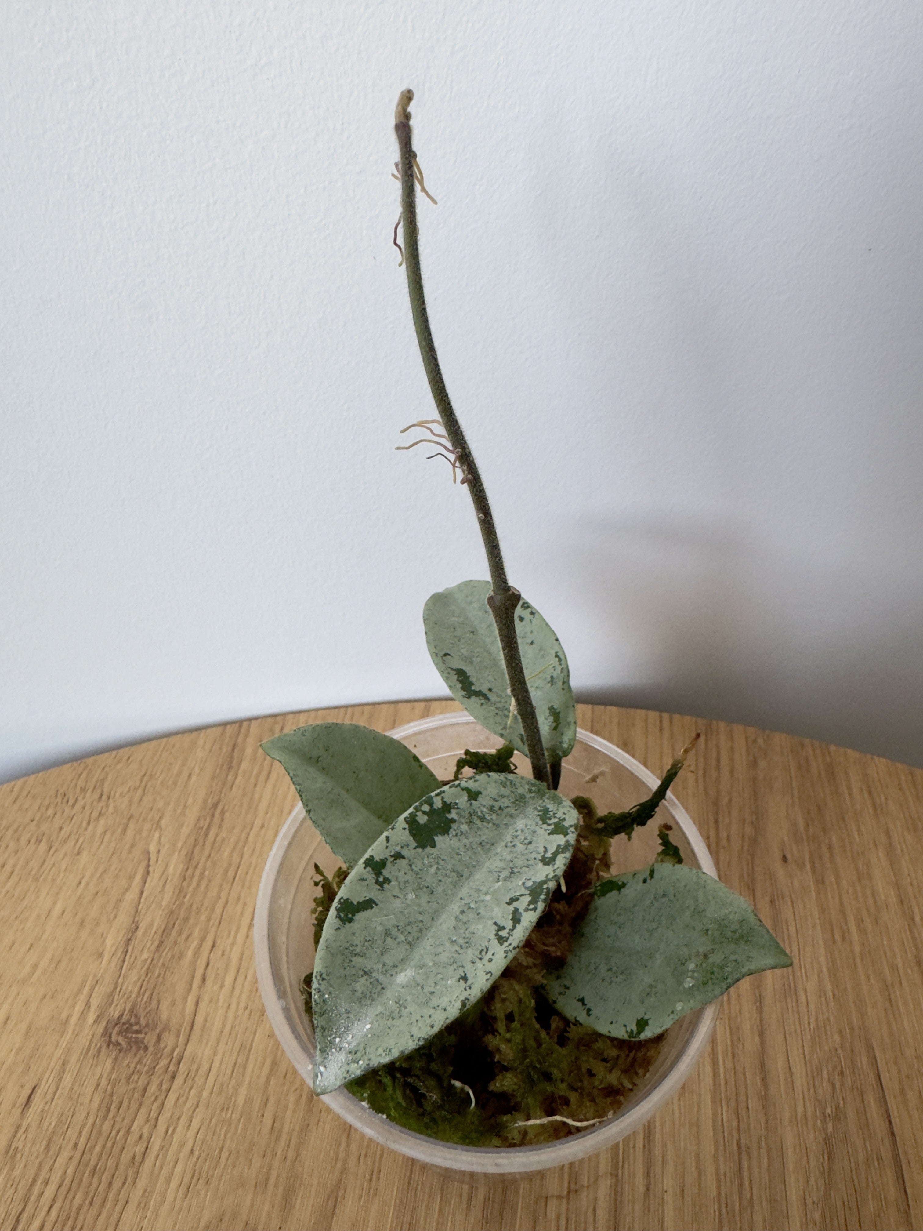 Hoya Nova Ghost