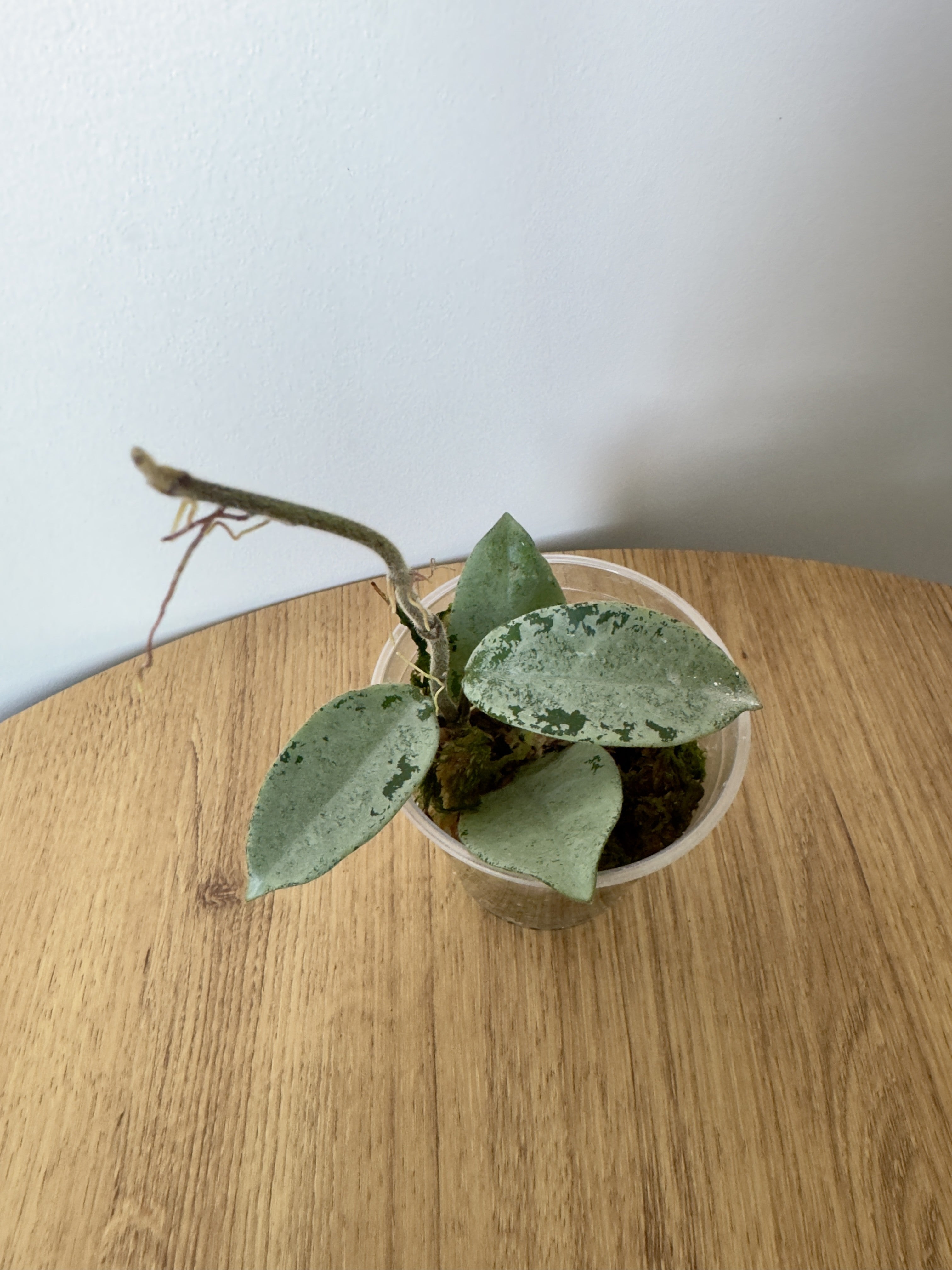 Hoya Nova Ghost
