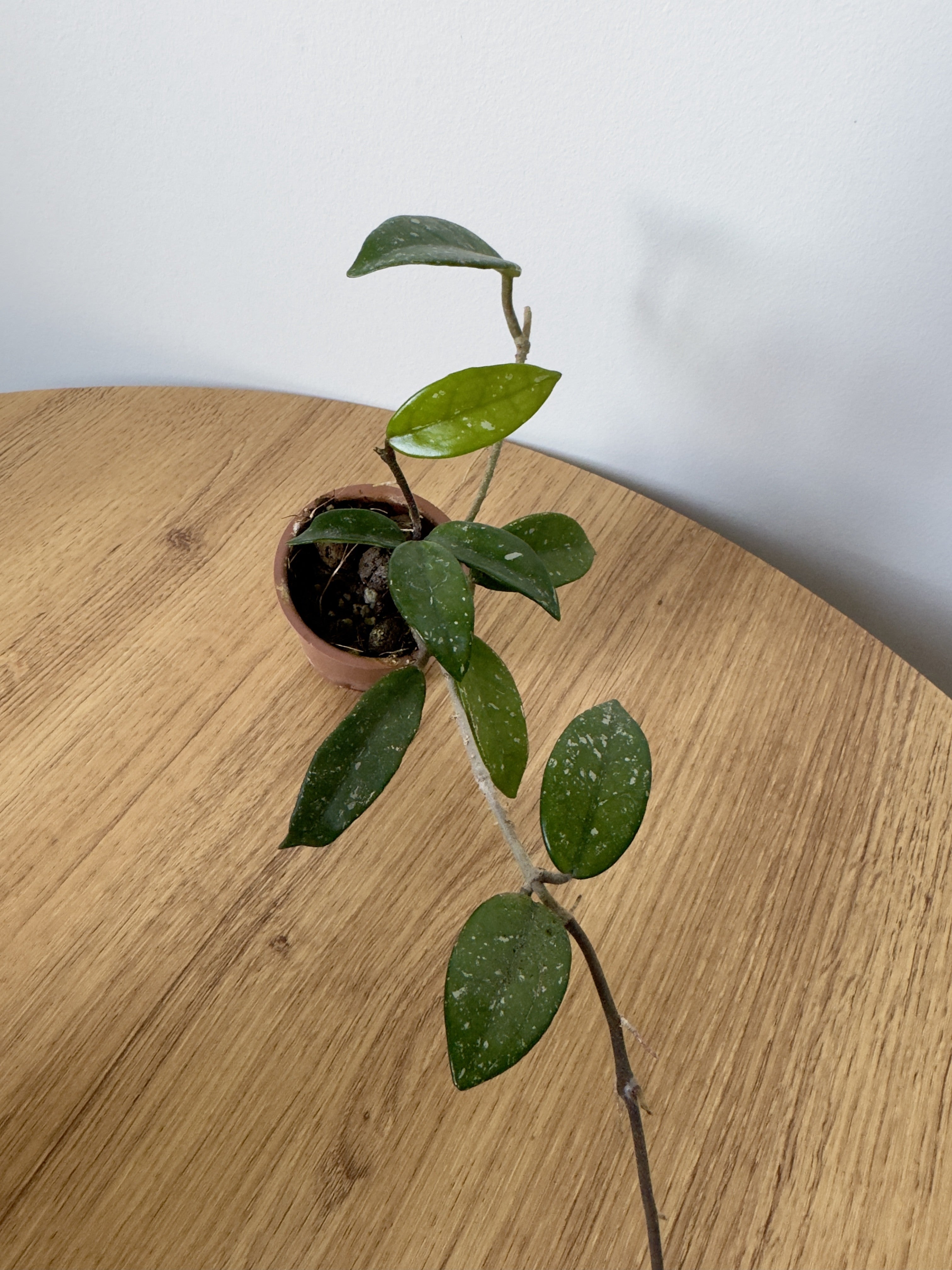 Hoya Wilbur Graves