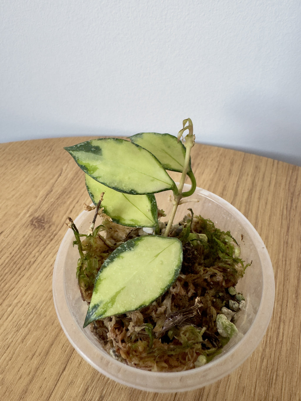 Hoya Nabawanesis Variegated