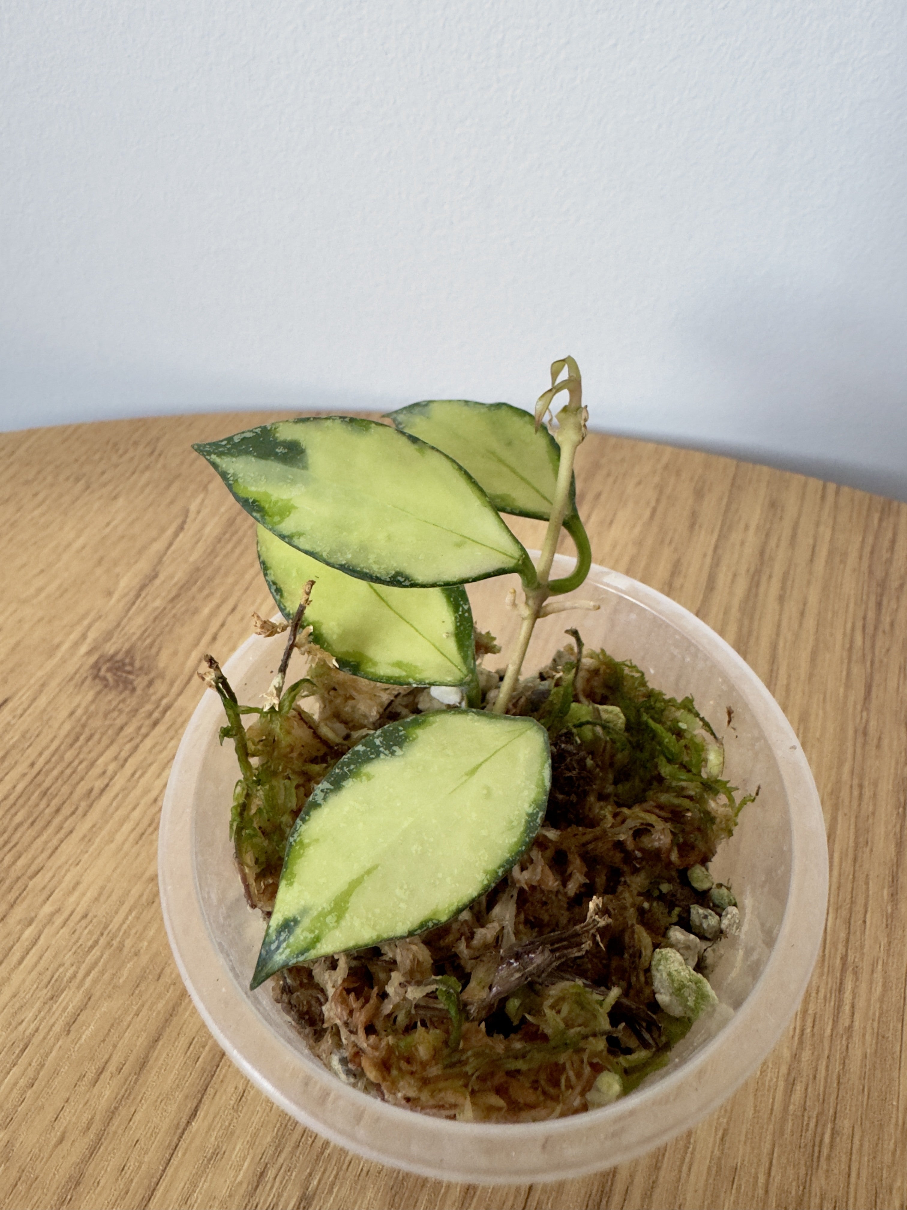 Hoya Nabawanesis Variegated