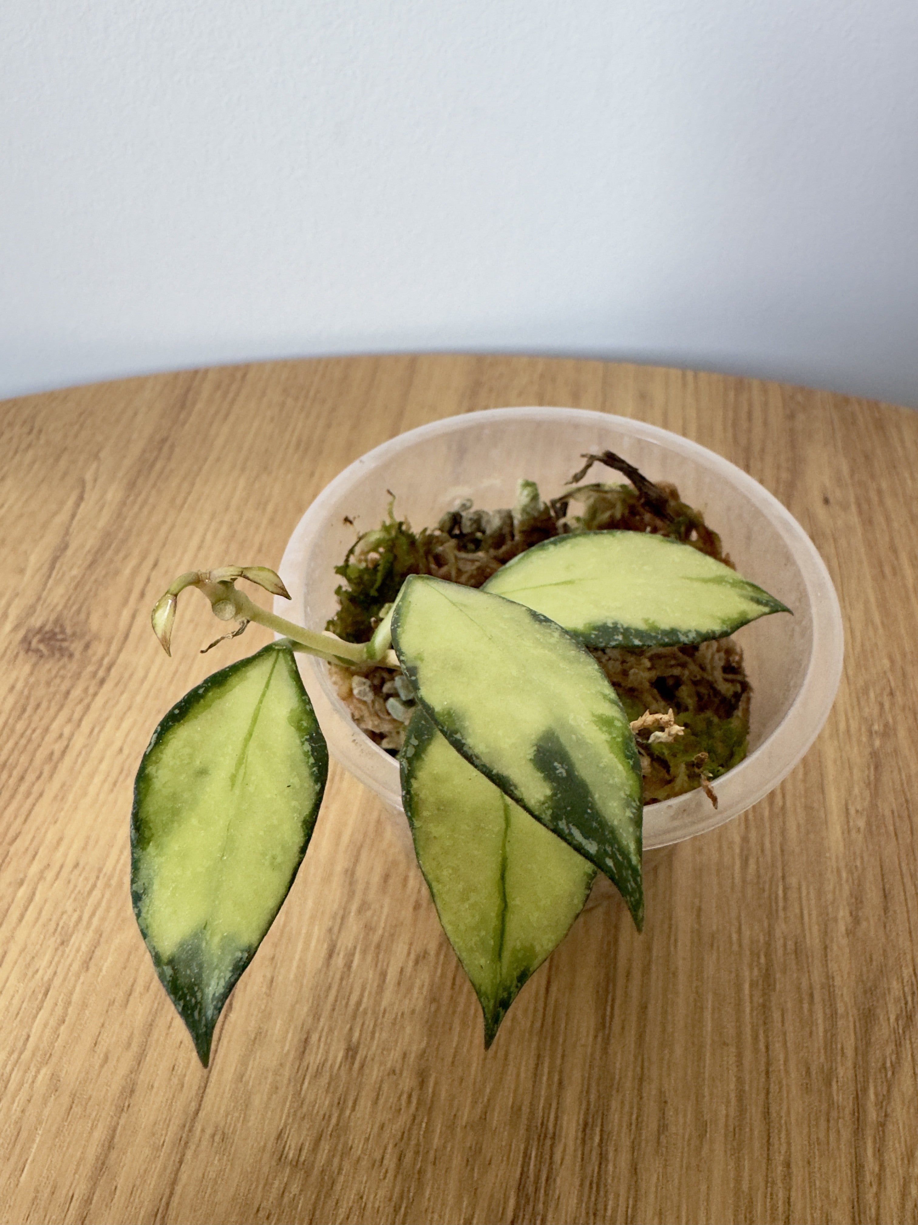 Hoya Nabawanesis Variegated