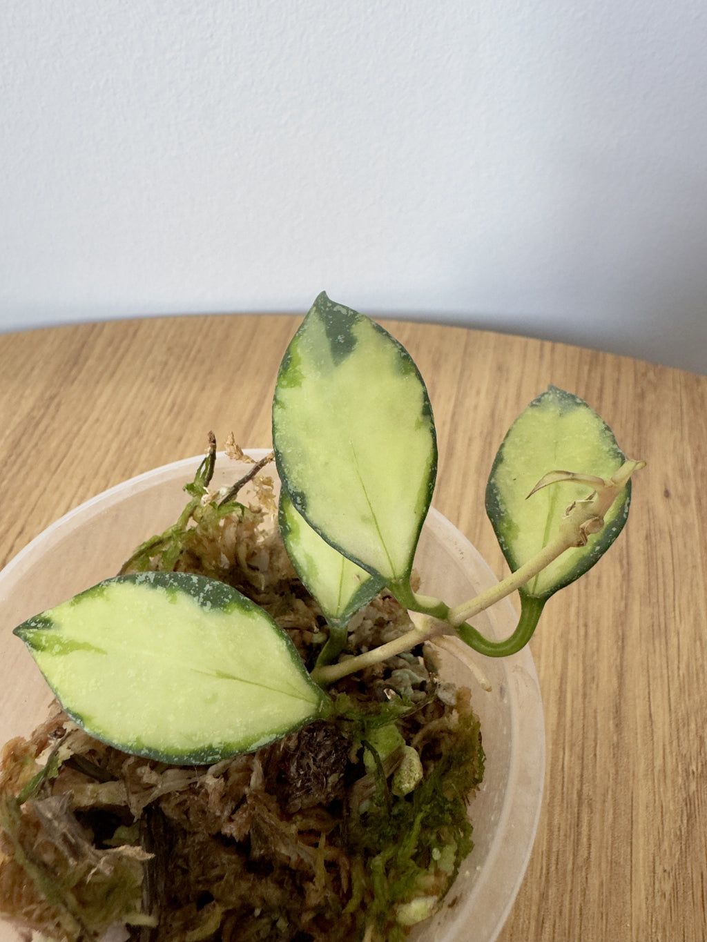 Hoya Nabawanesis Variegated