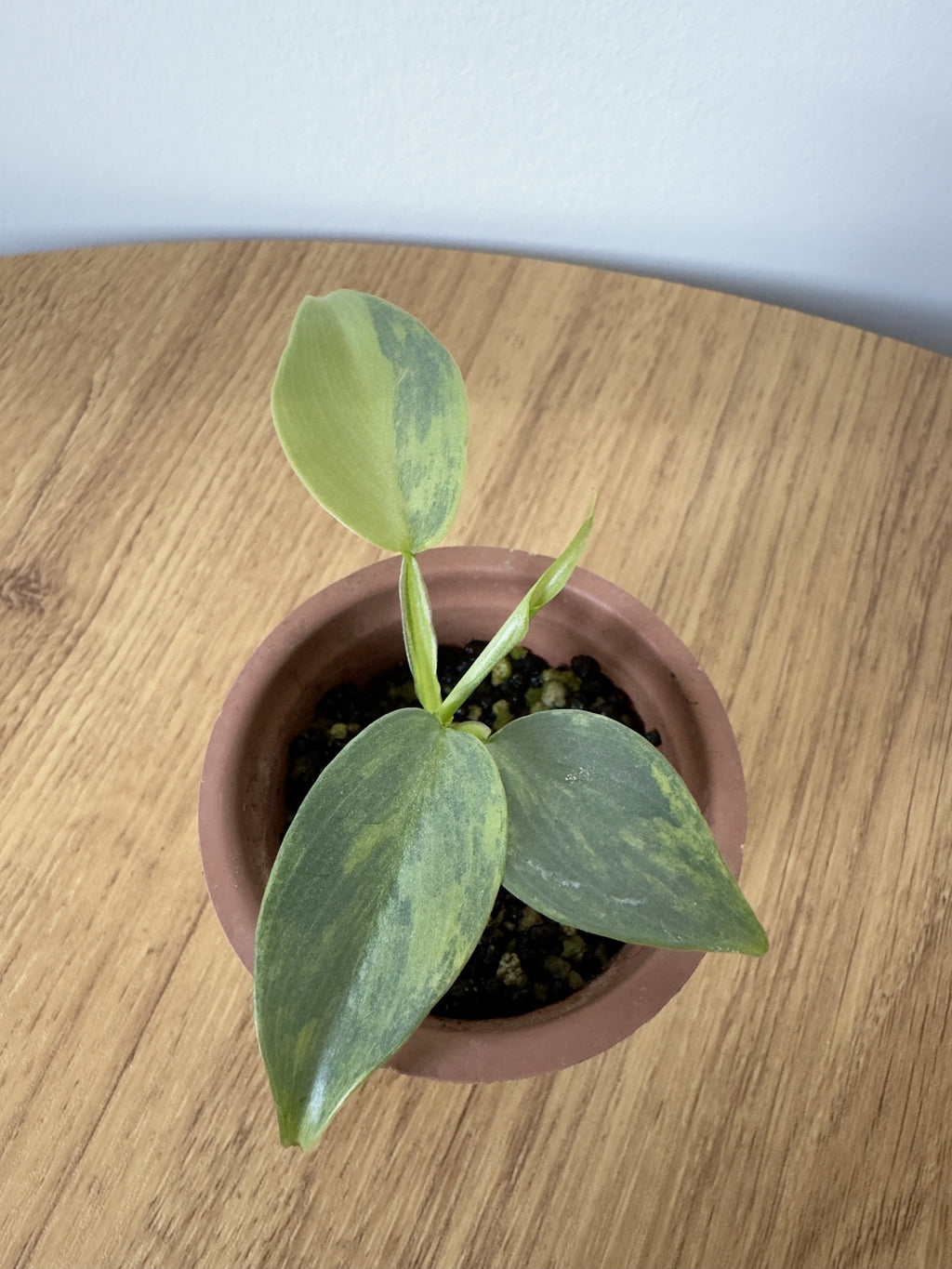 Philodendron Silver Sword Variegated