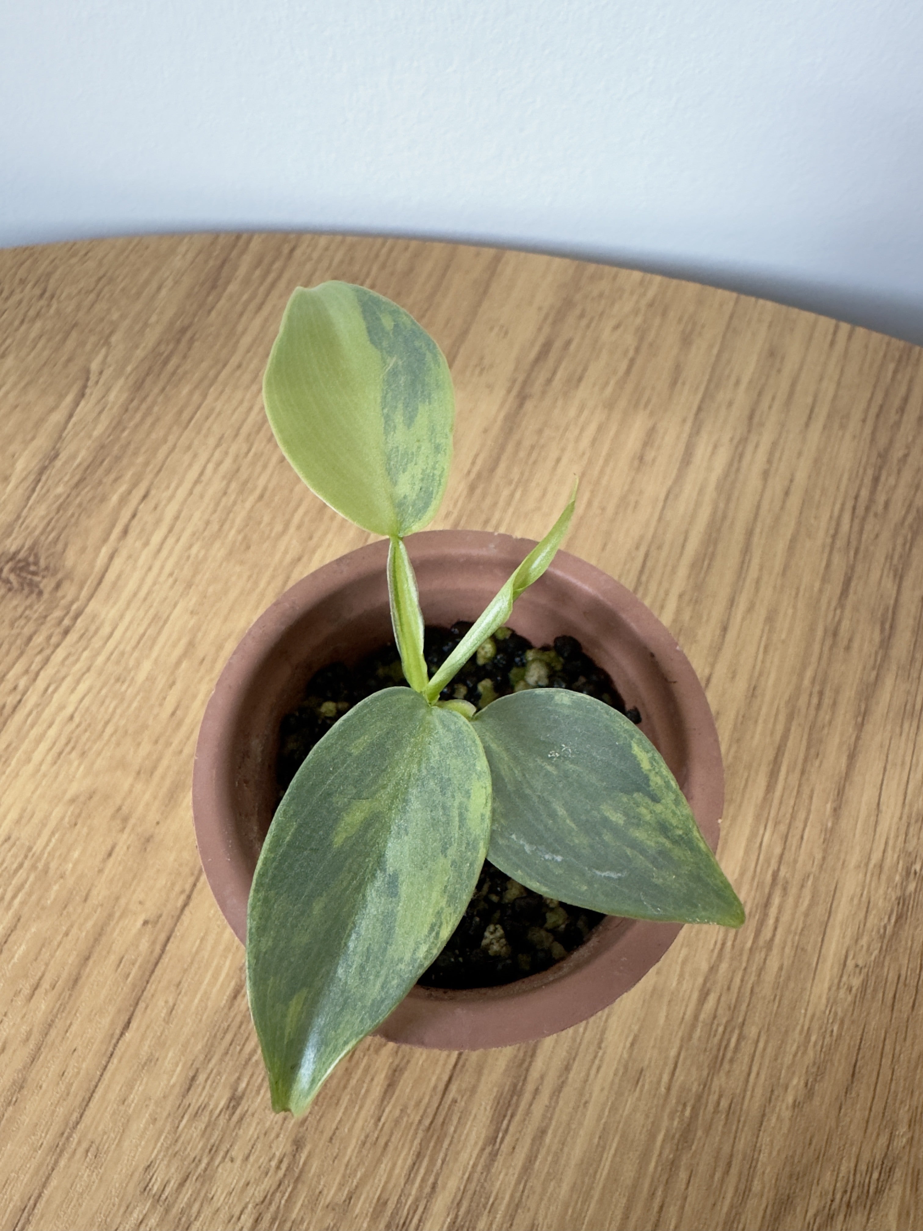 Philodendron Silver Sword Variegated
