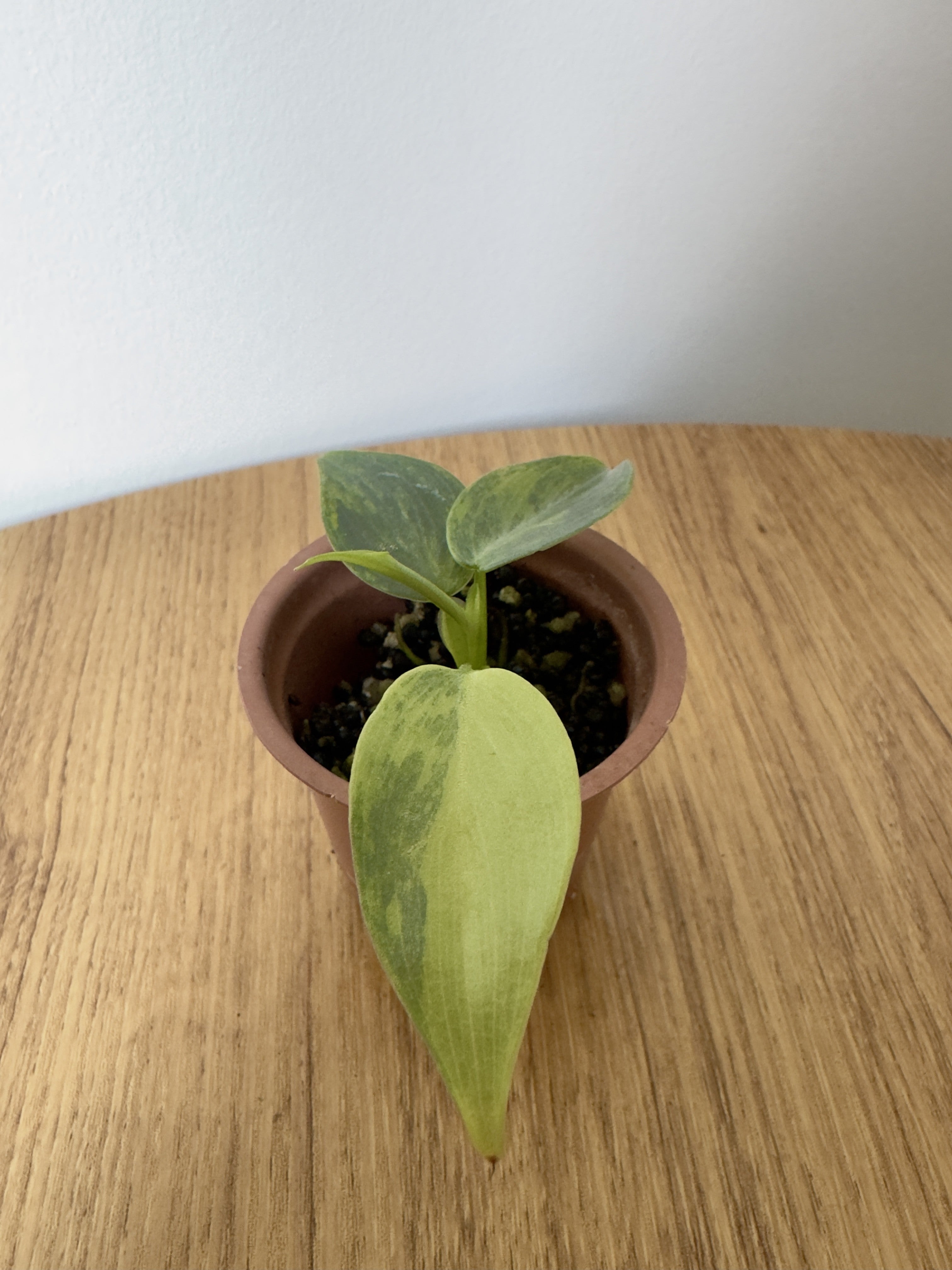 Philodendron Silver Sword Variegated