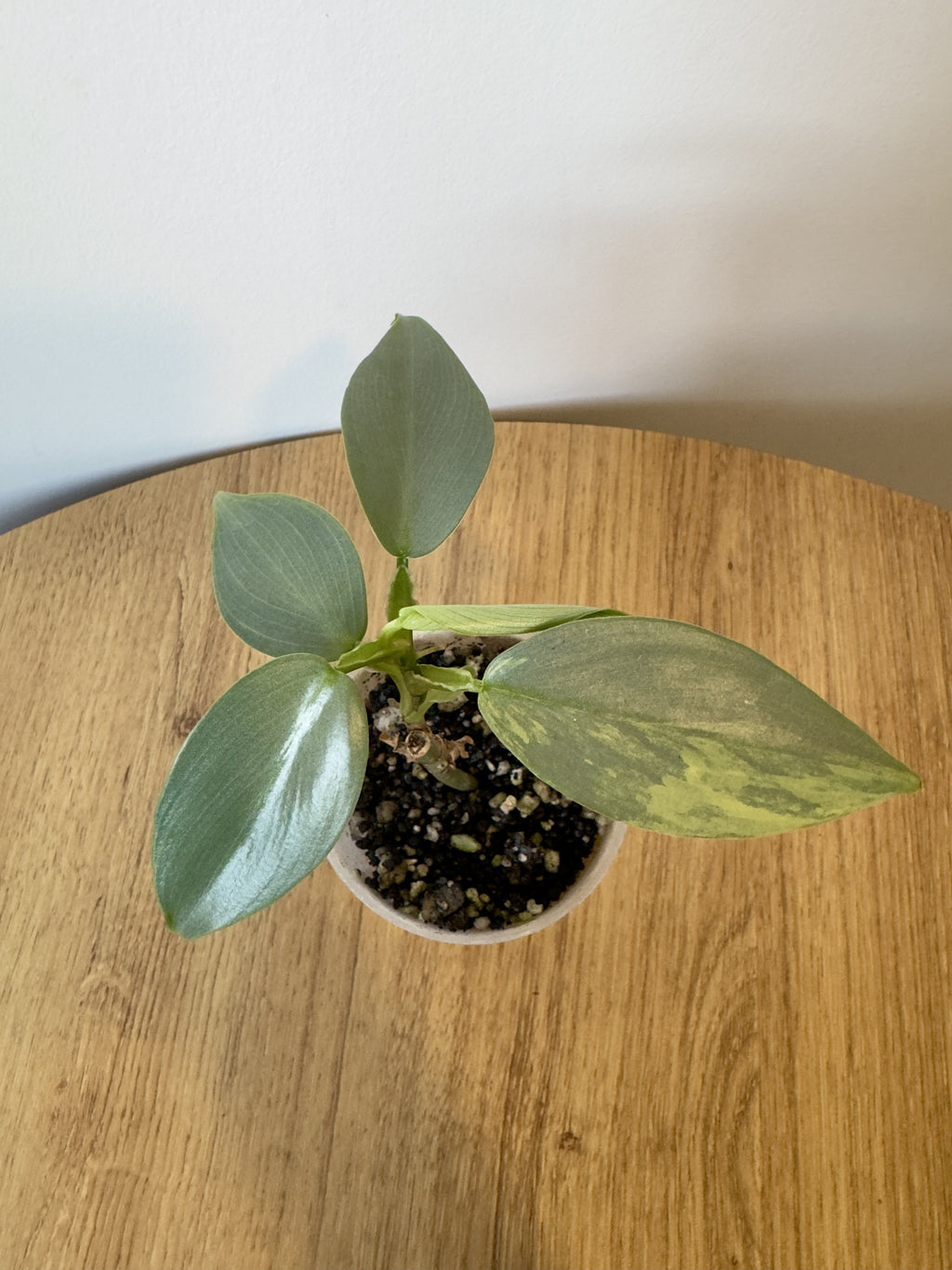 Philodendron Silver Sword Variegated
