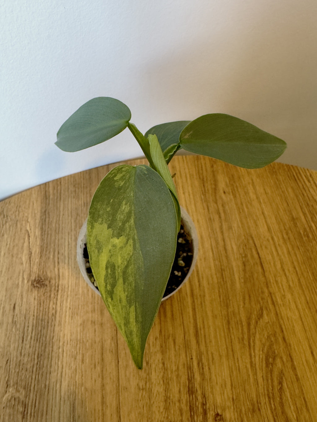 Philodendron Silver Sword Variegated