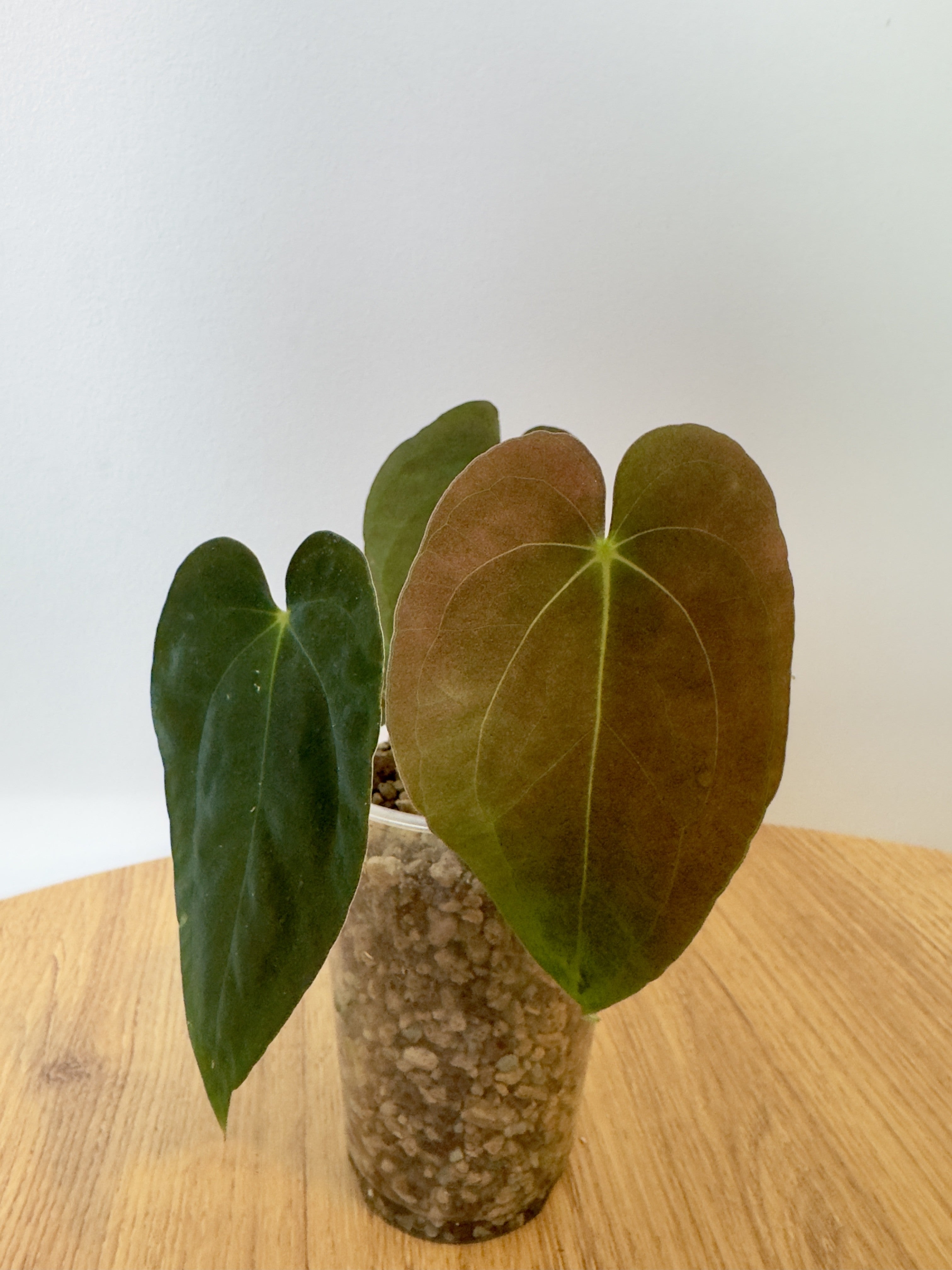 Anthurium Papillilaminum 'Sunrise'