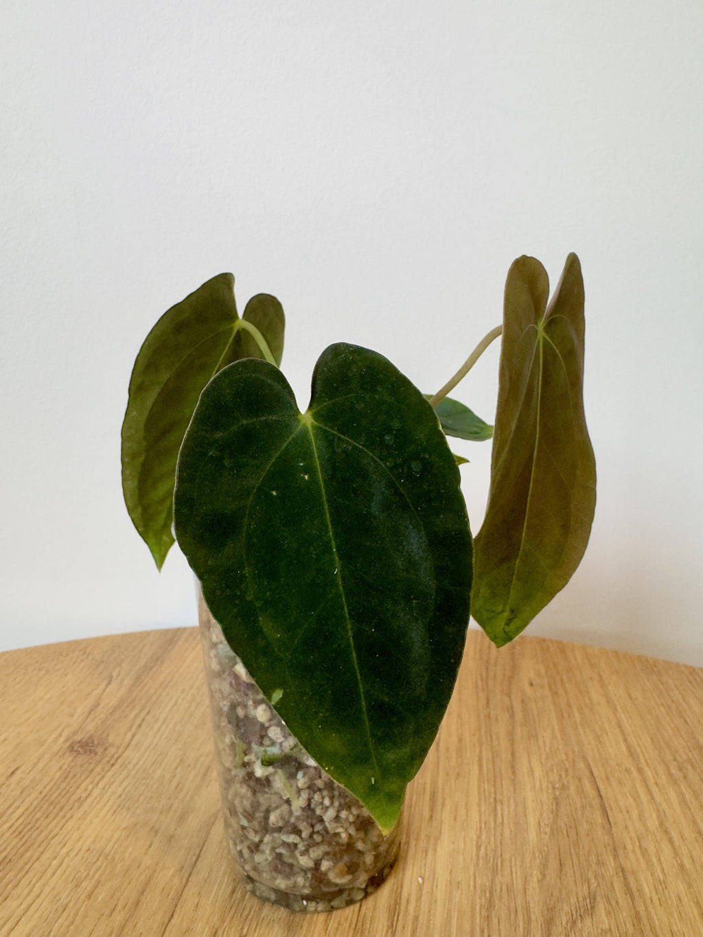 Anthurium Papillilaminum 'Sunrise'