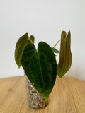 Anthurium Papillilaminum 'Sunrise'