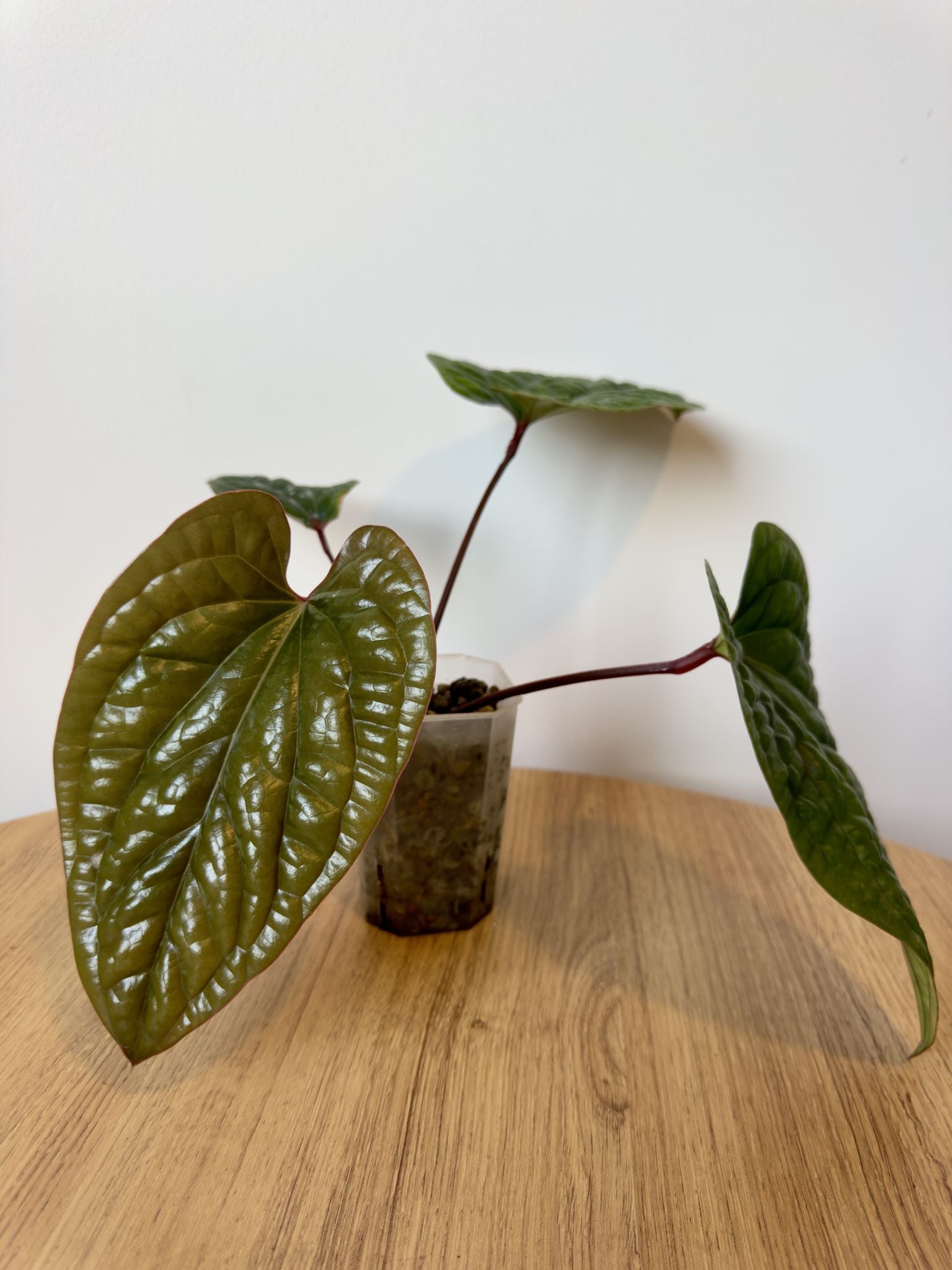 Anthurium Radicans x Luxurians