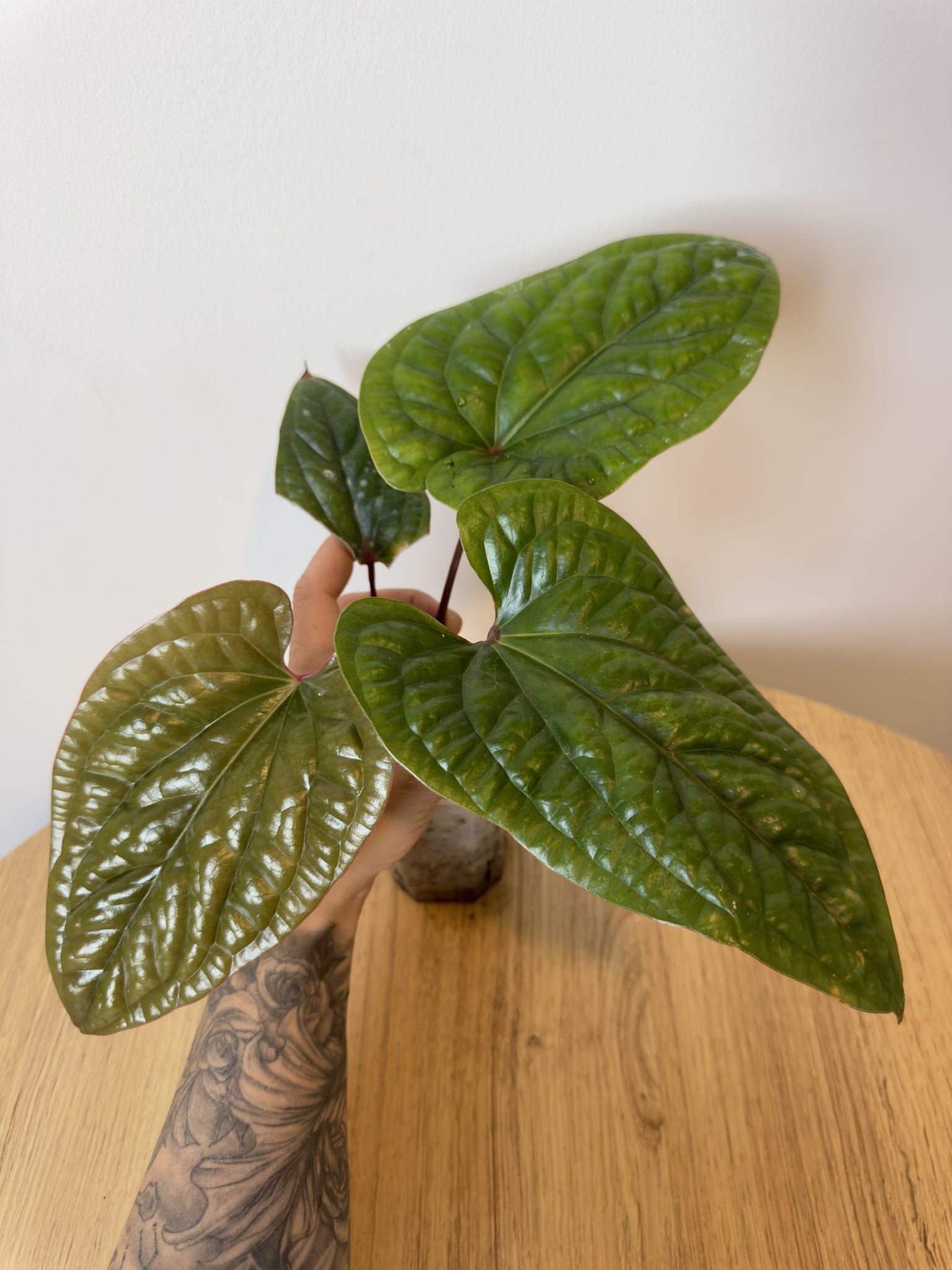 Anthurium Radicans x Luxurians