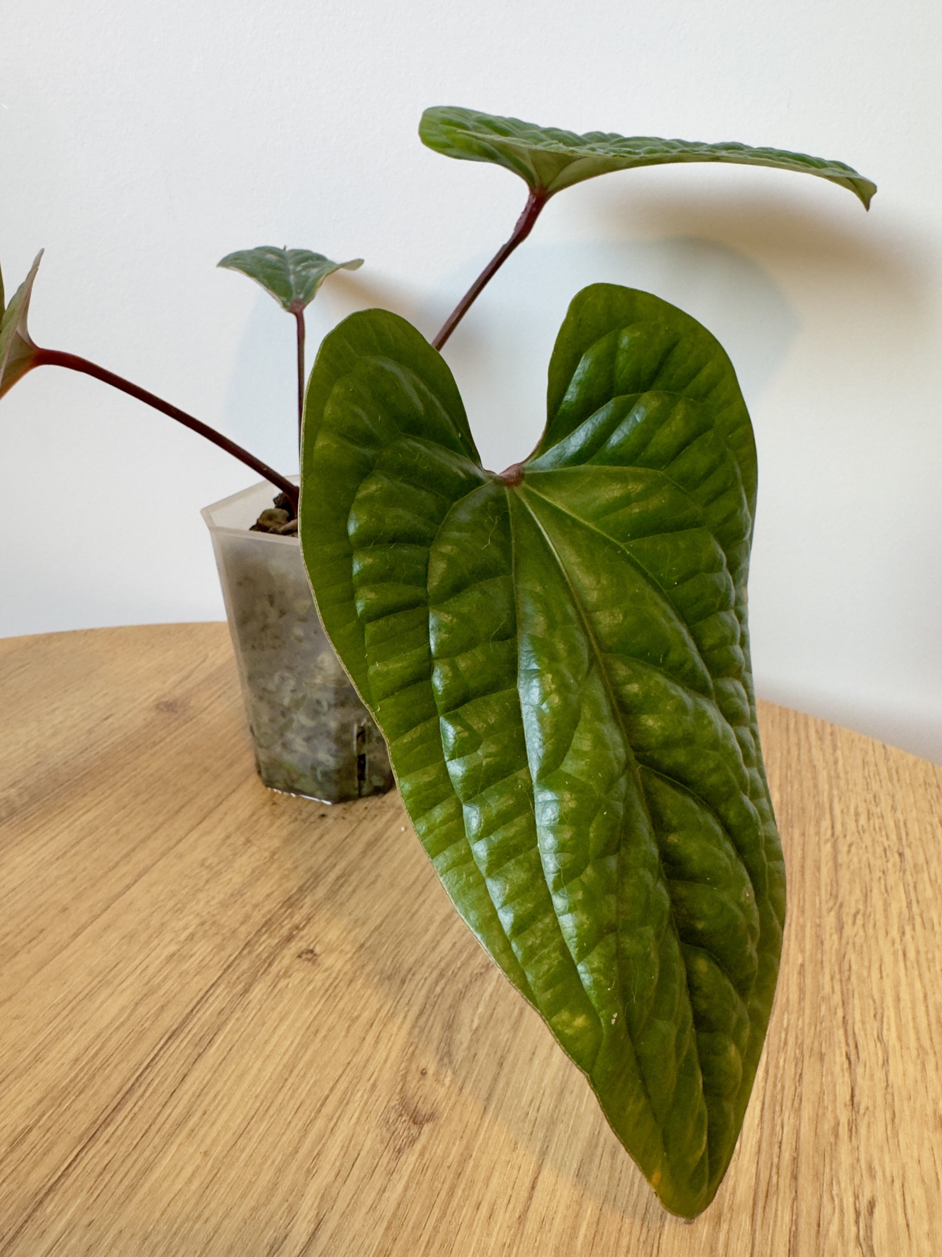Anthurium Radicans x Luxurians