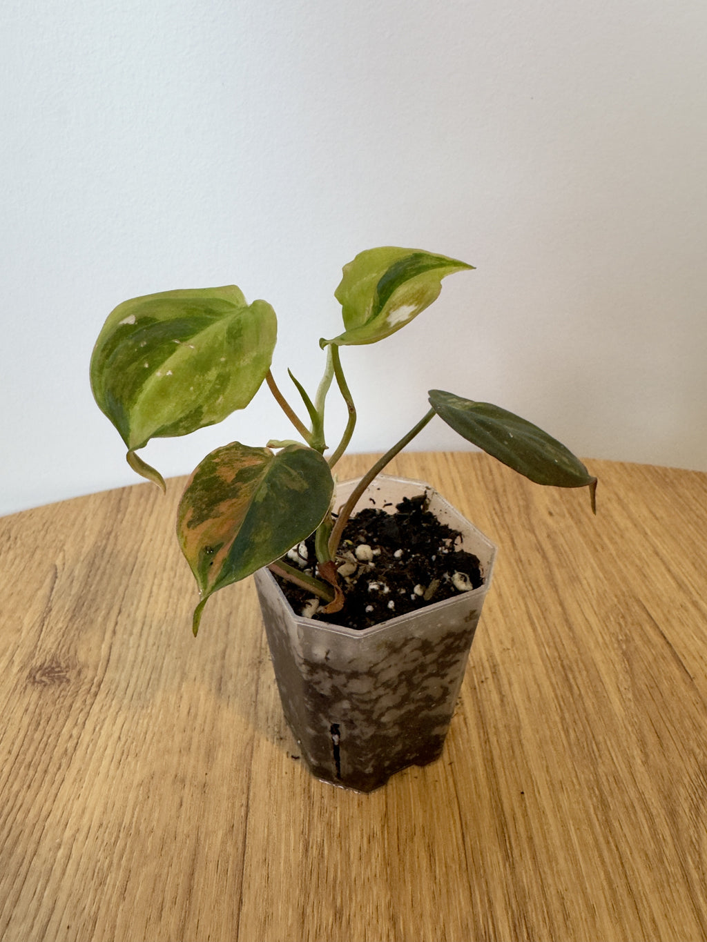 Philodendron Micans Variegated
