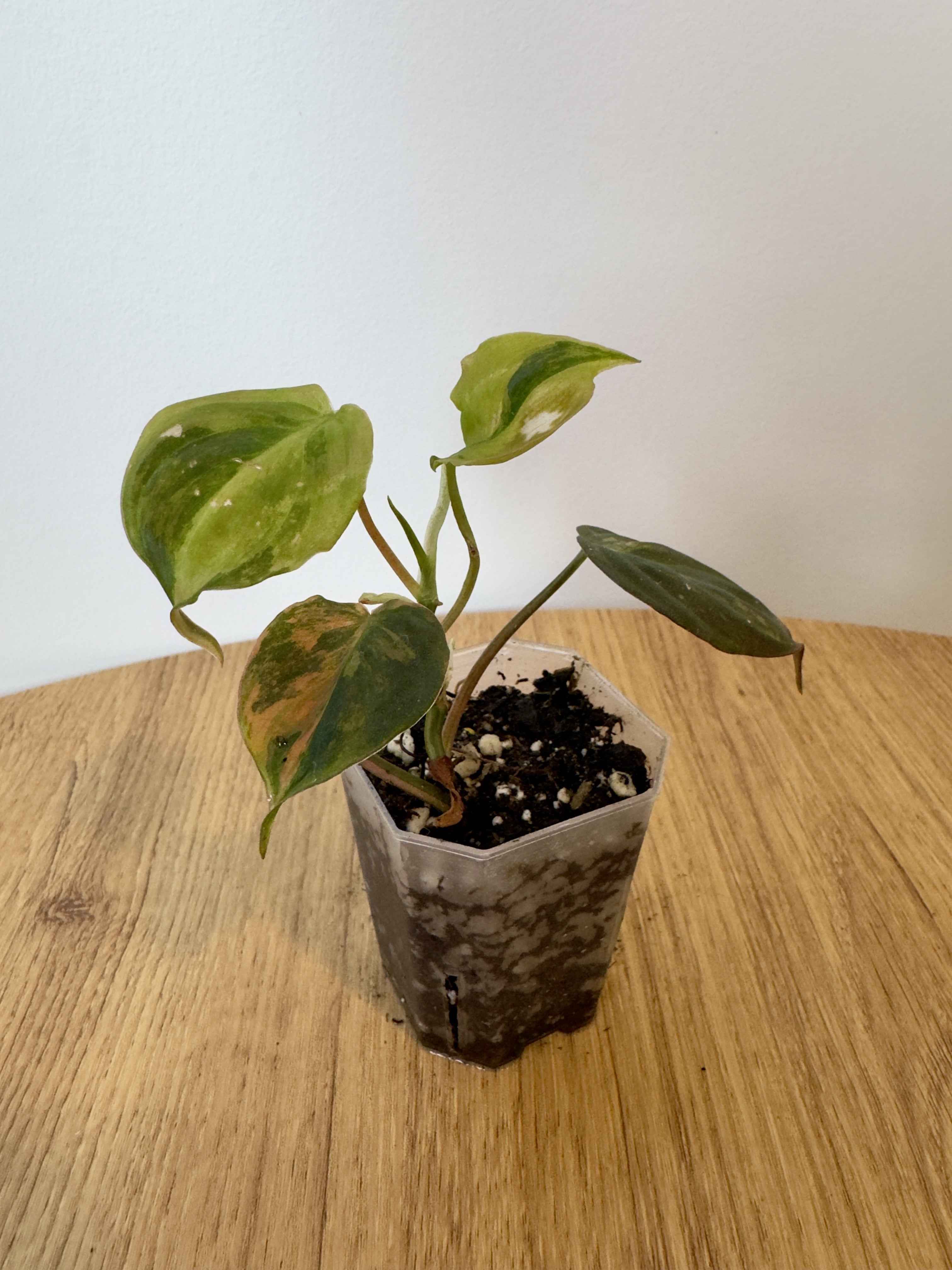 Philodendron Micans Variegated