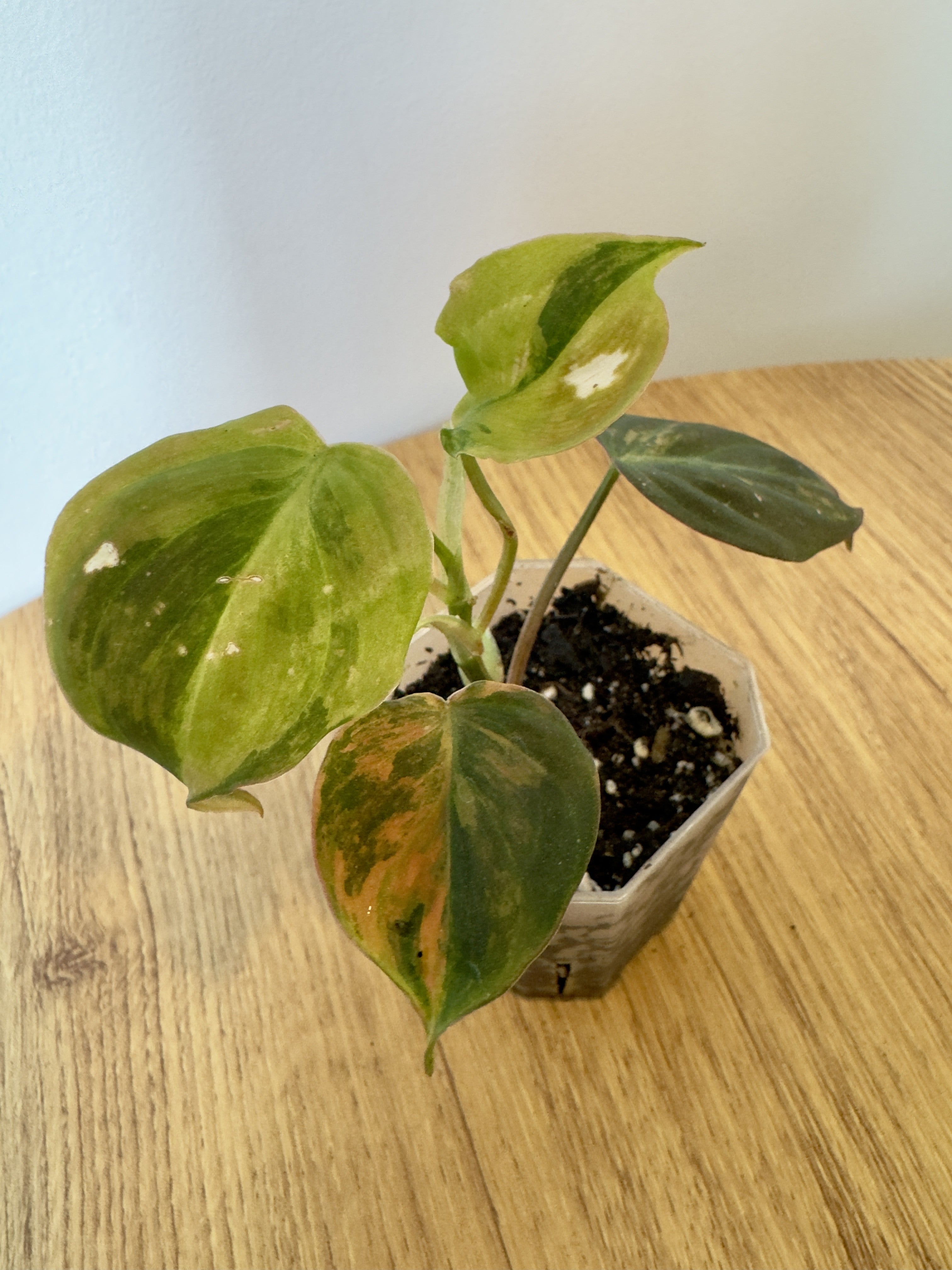 Philodendron Micans Variegated
