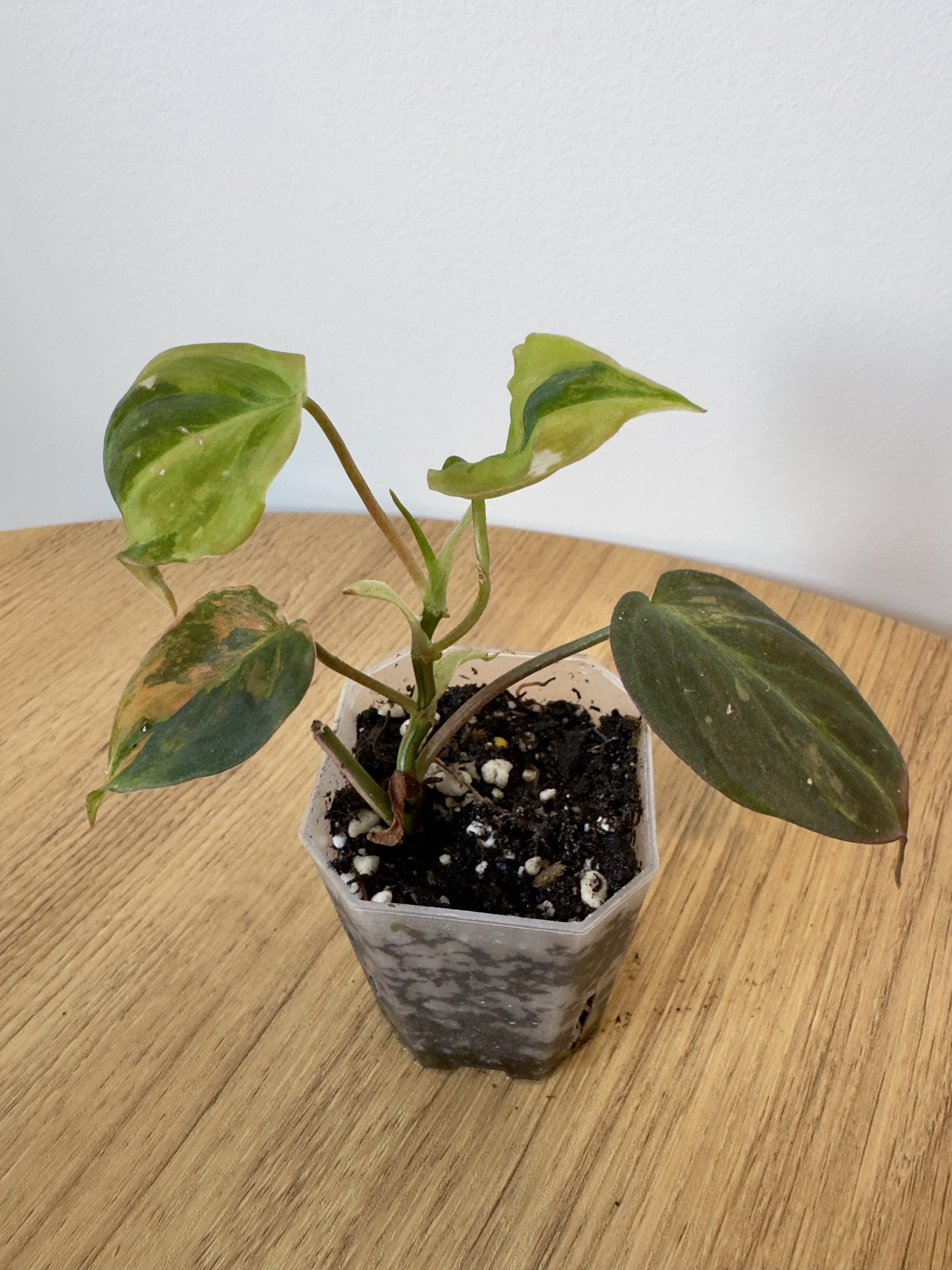 Philodendron Micans Variegated