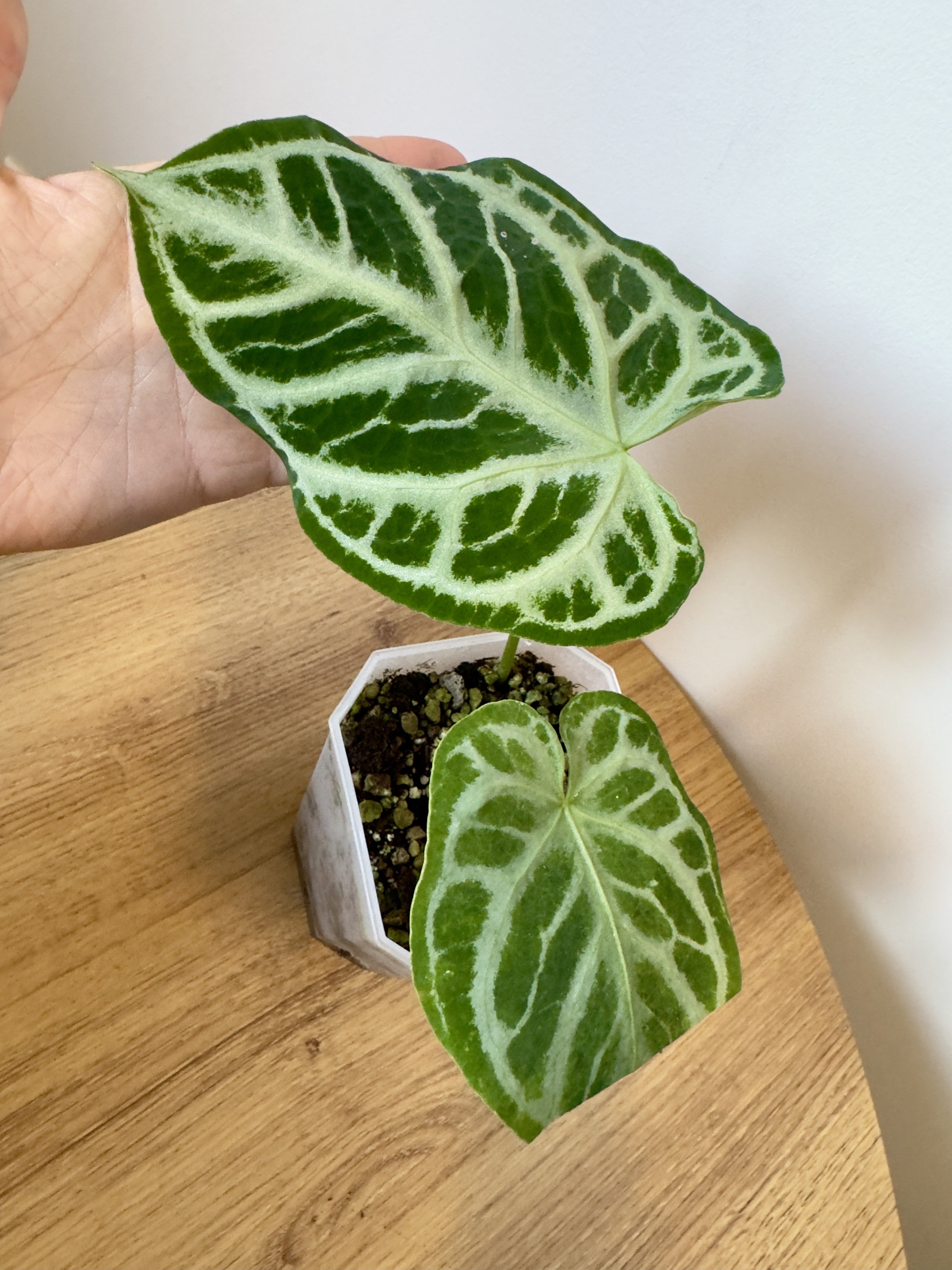 Anthurium Crystallinum x NOID