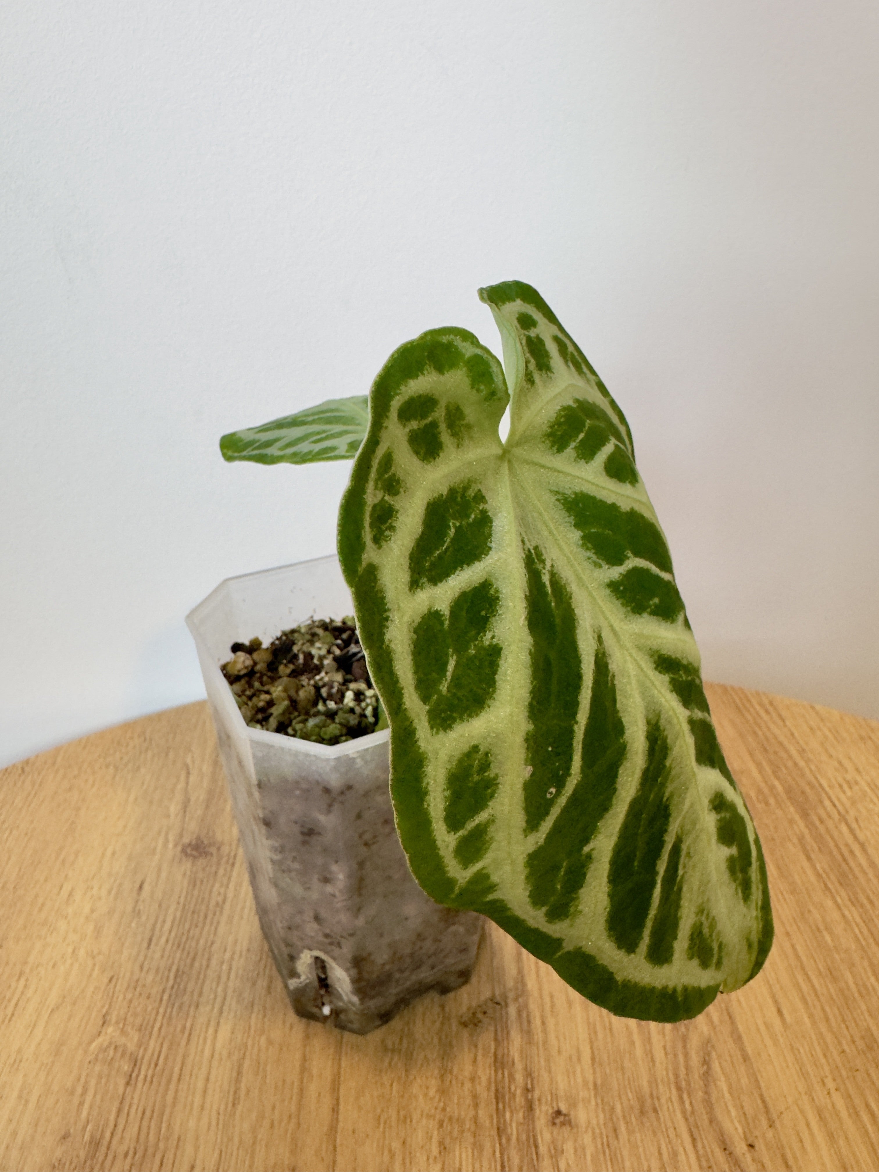Anthurium Crystallinum x NOID