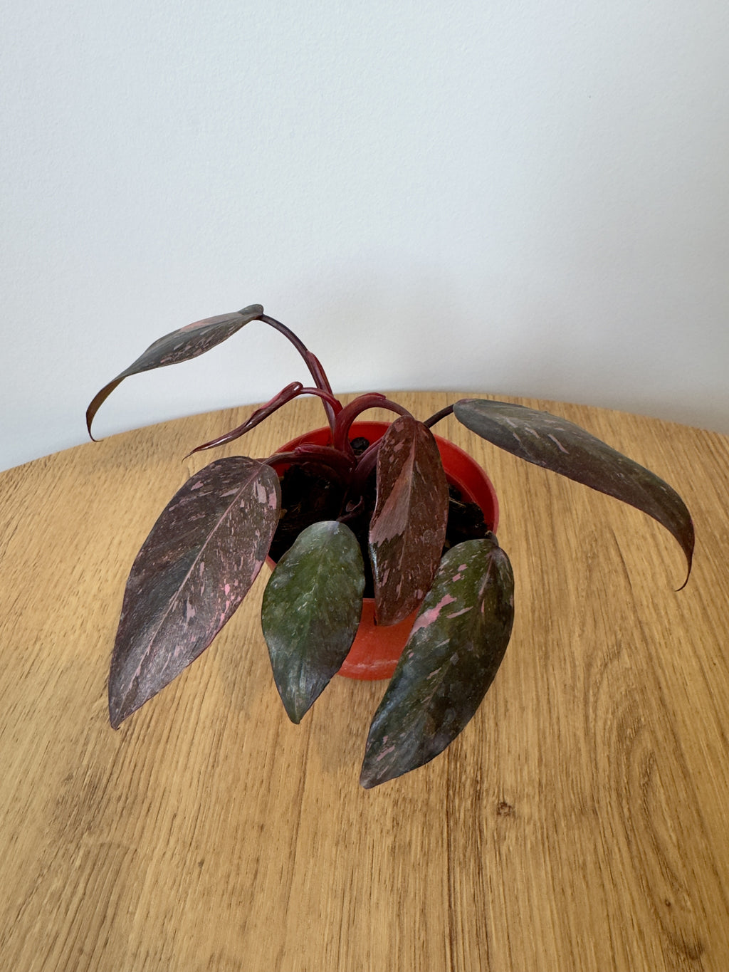 Philodendron Pink Princess Galaxy