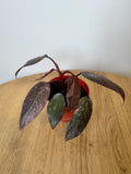 Philodendron Pink Princess Galaxy
