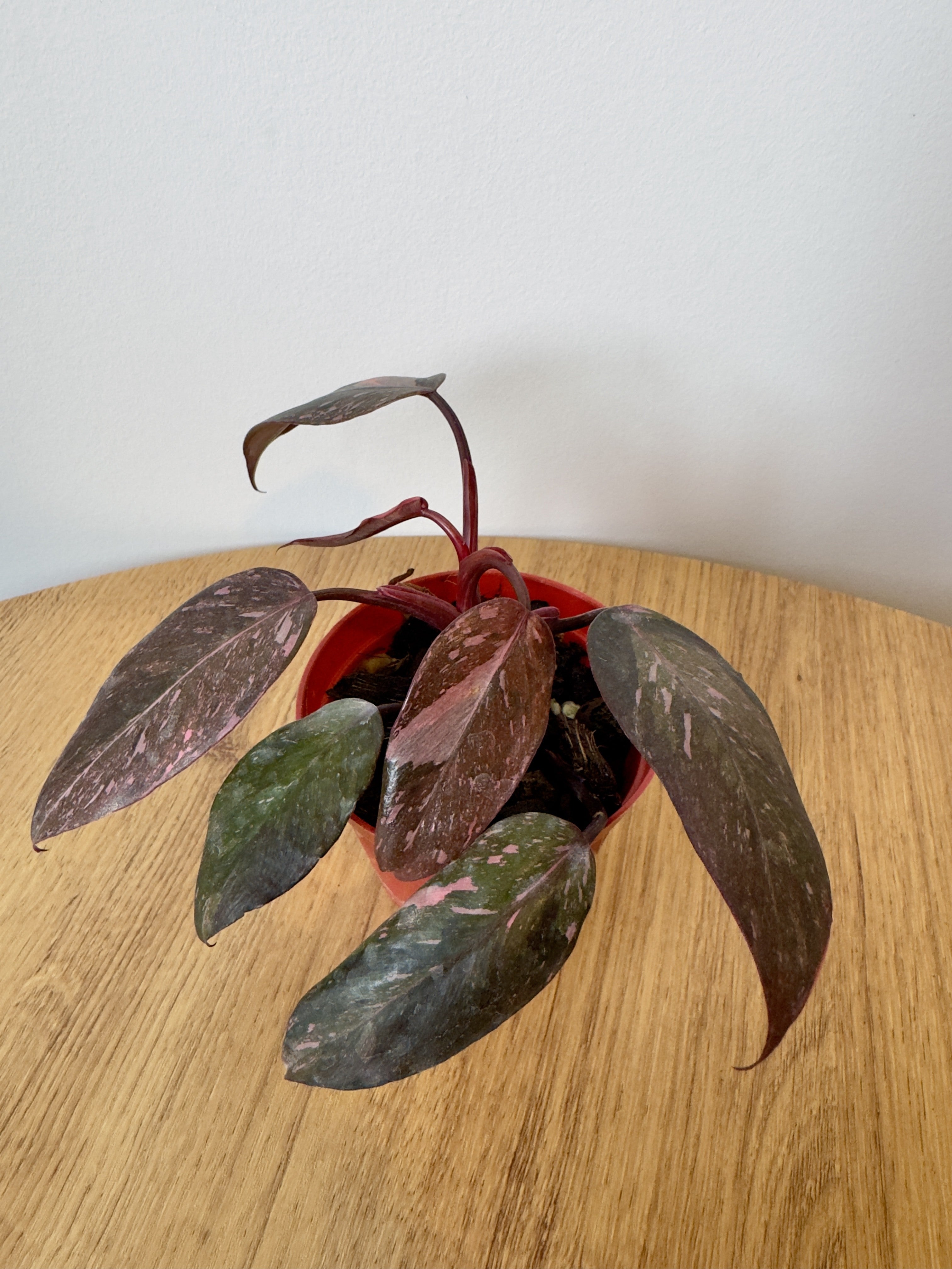 Philodendron Pink Princess Galaxy
