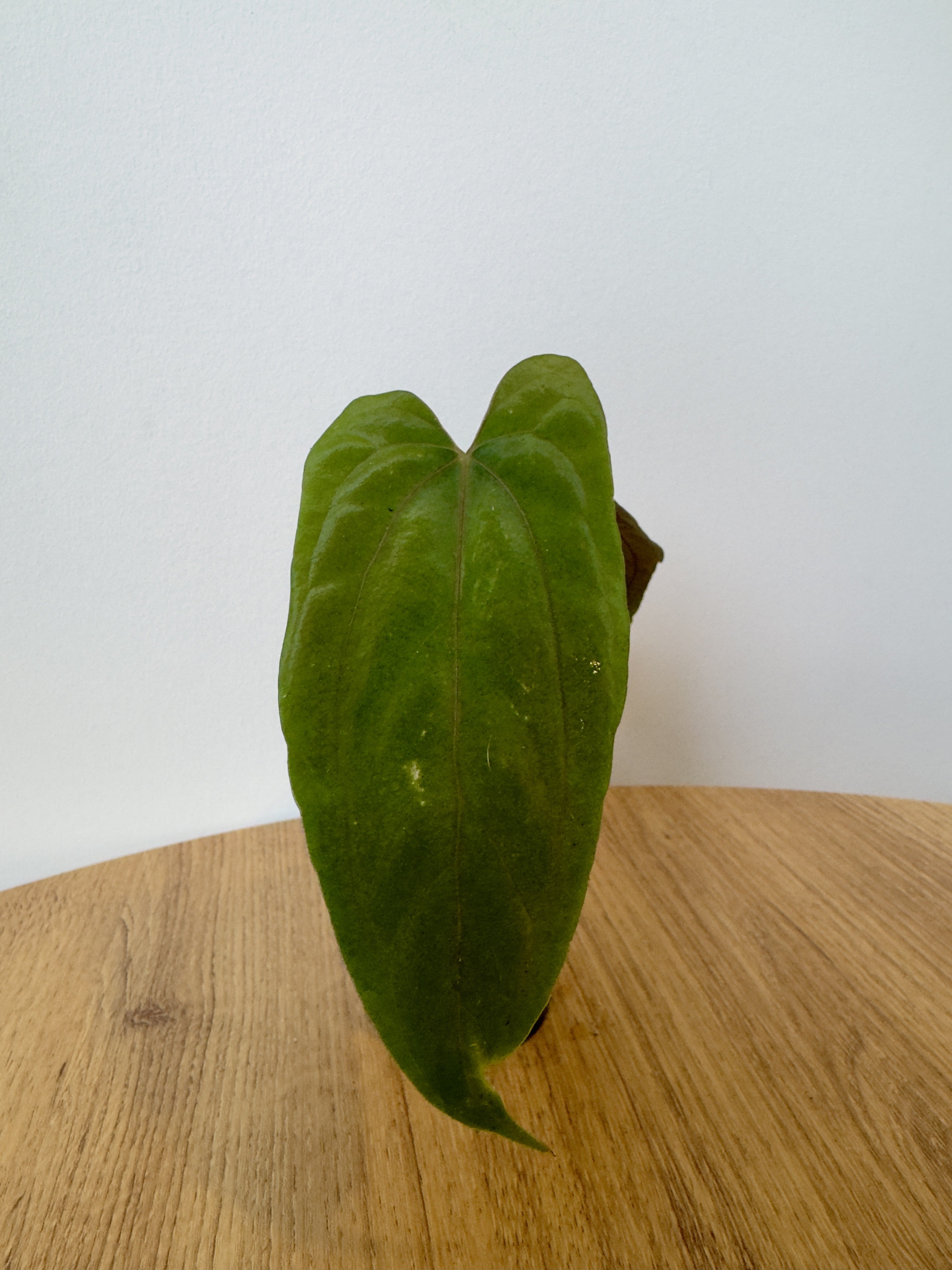 Anthurium Ralph Lynam x Self