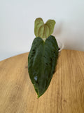 Anthurium Ralph Lynam x Self