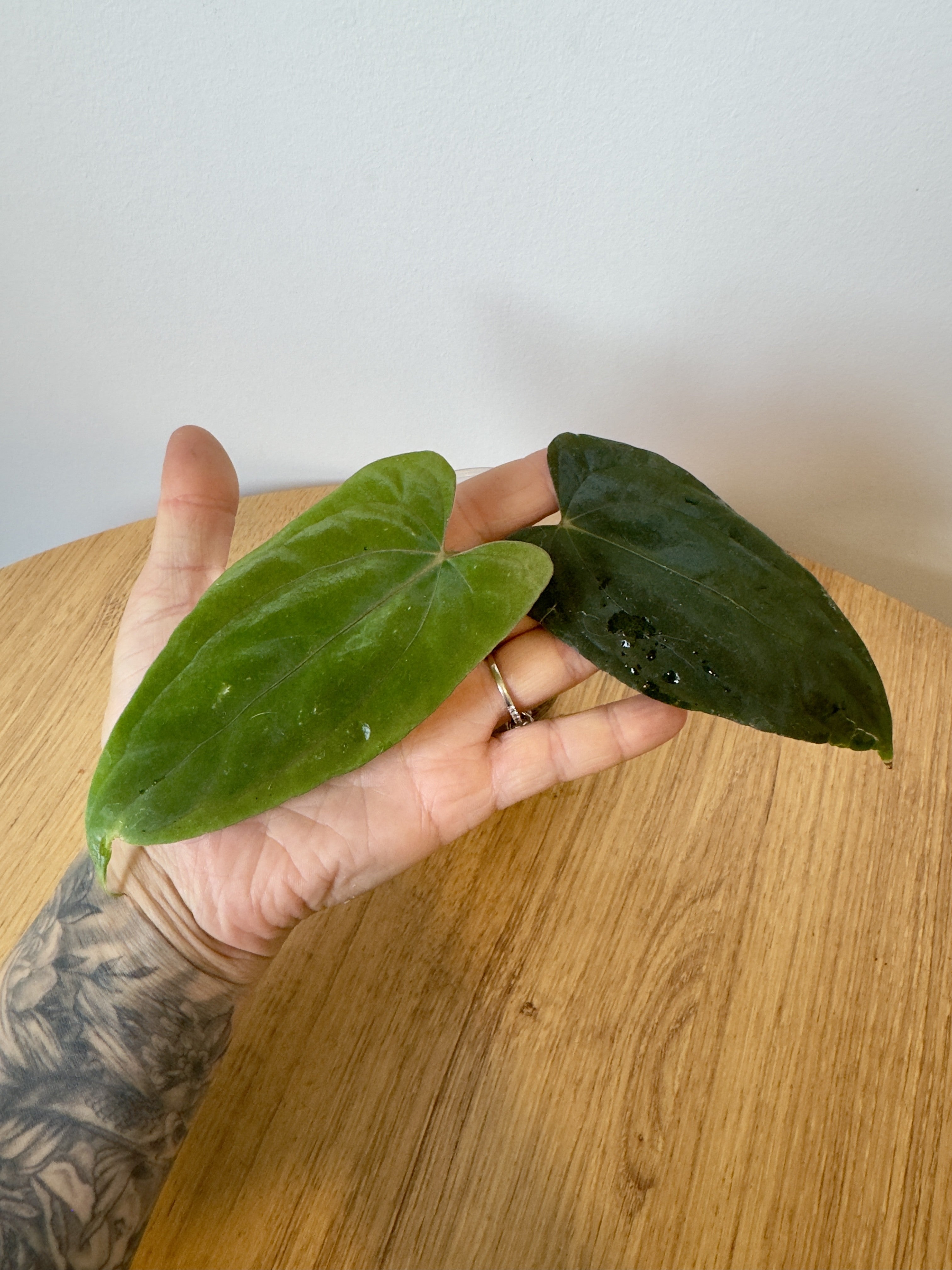 Anthurium Ralph Lynam x Self