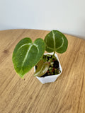 Anthurium Crystallinum x NOID