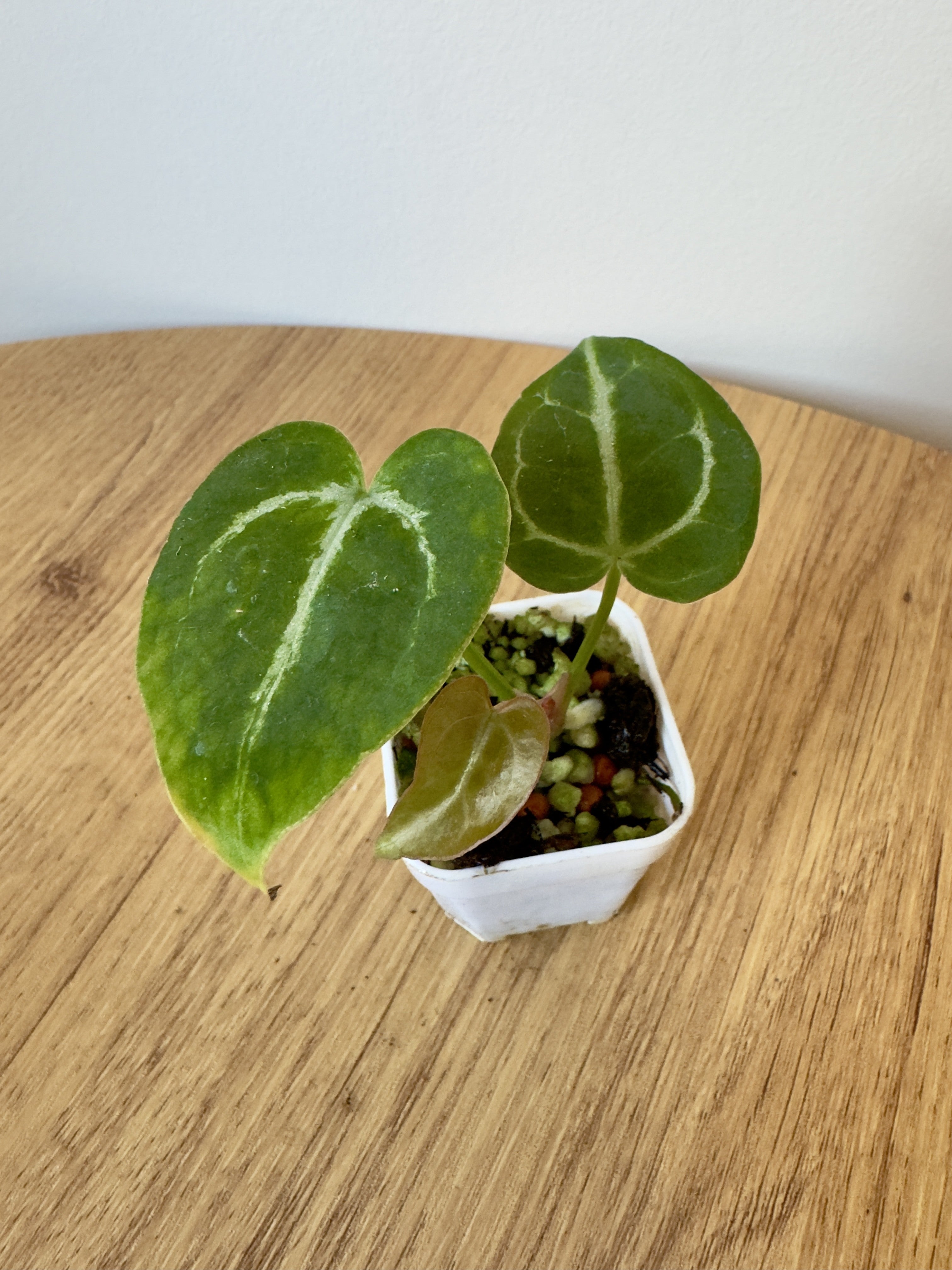 Anthurium Crystallinum x NOID