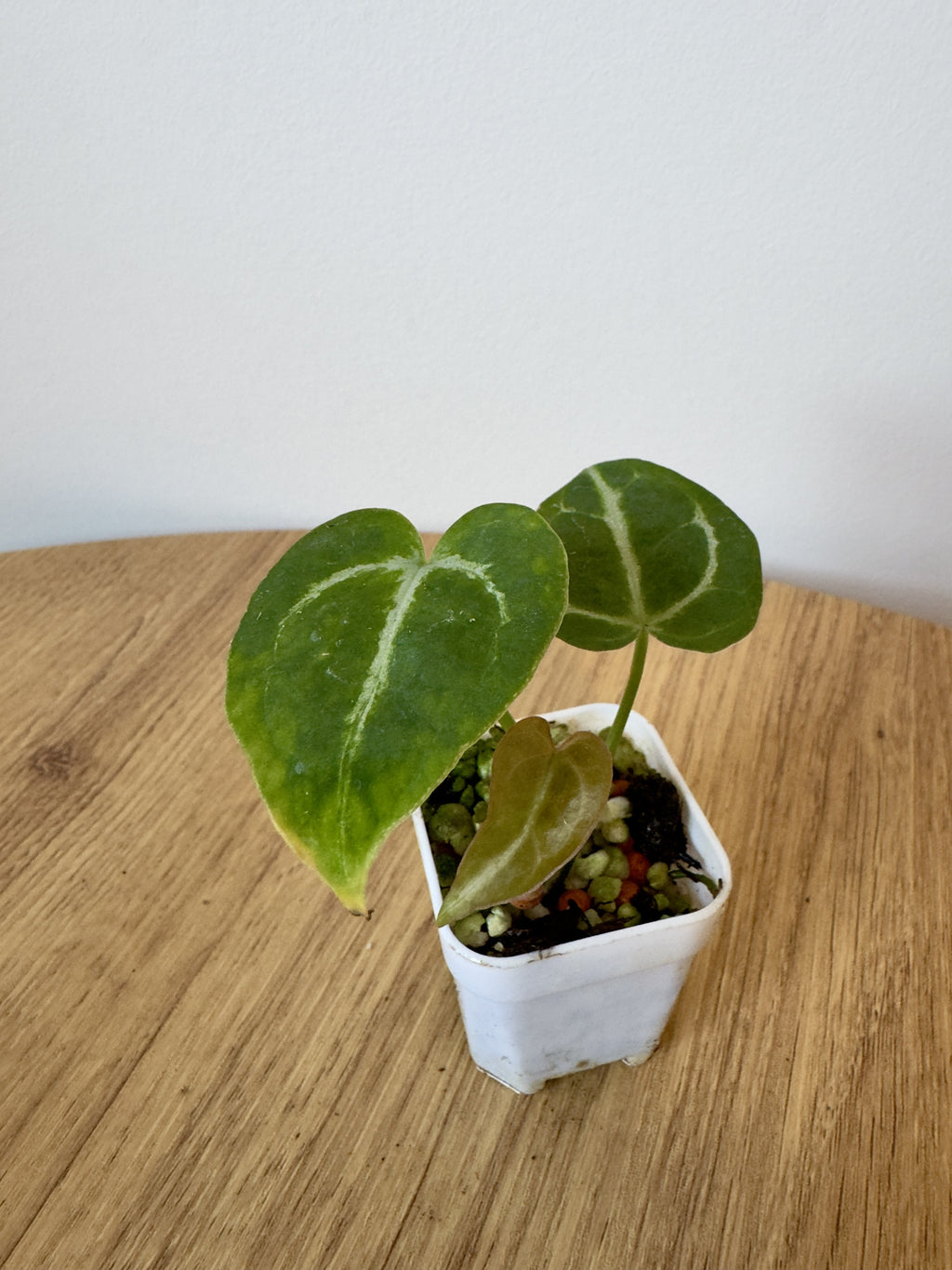 Anthurium Crystallinum x NOID