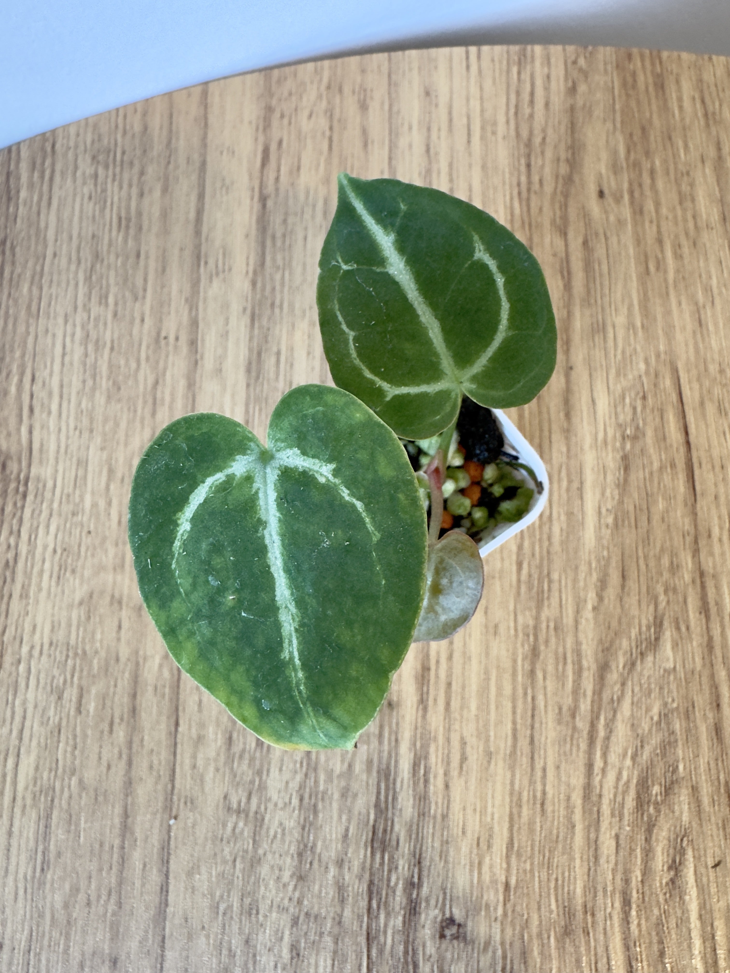 Anthurium Crystallinum x NOID