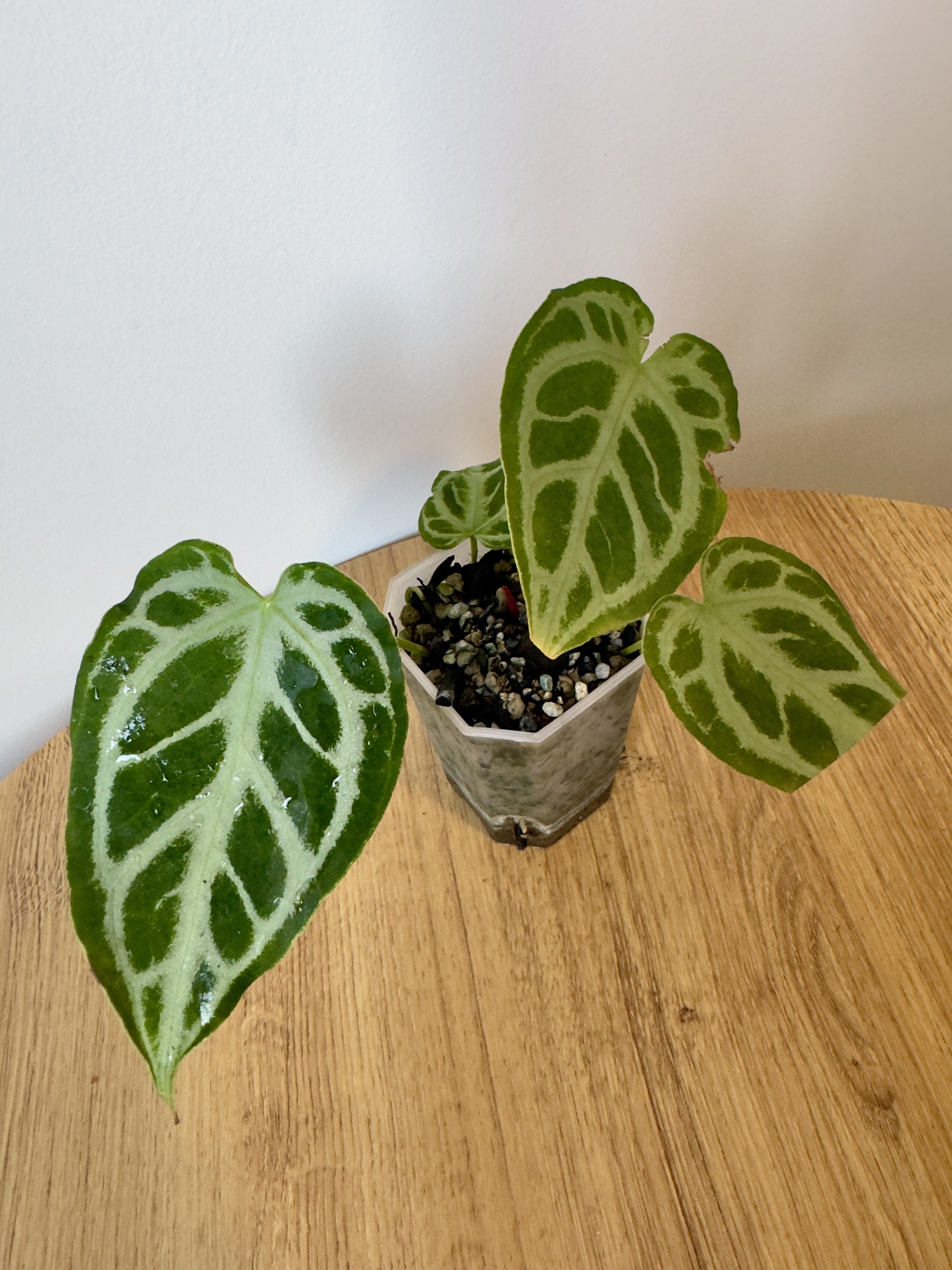 Anthurium Crystallinum x NOID