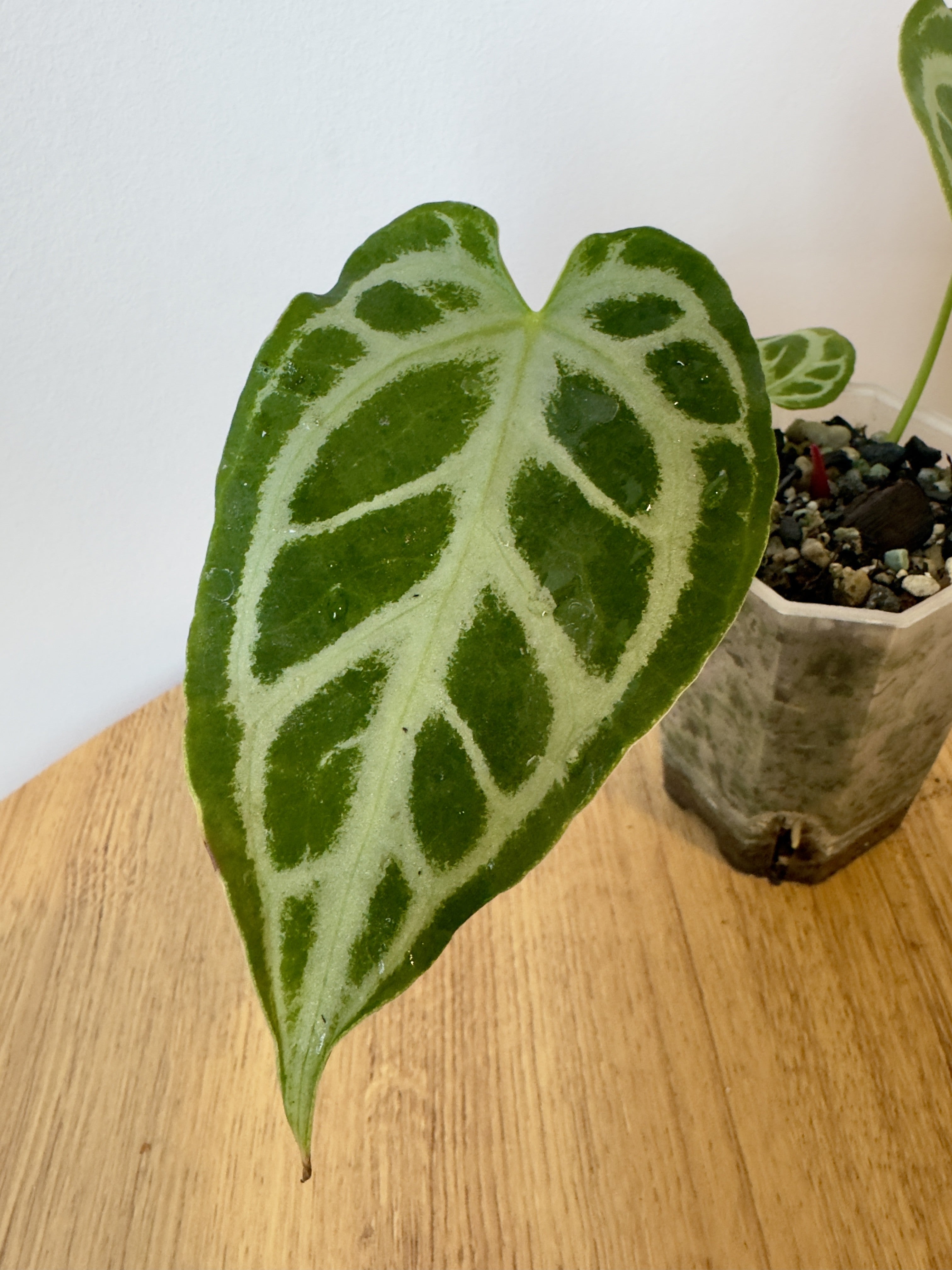 Anthurium Crystallinum x NOID