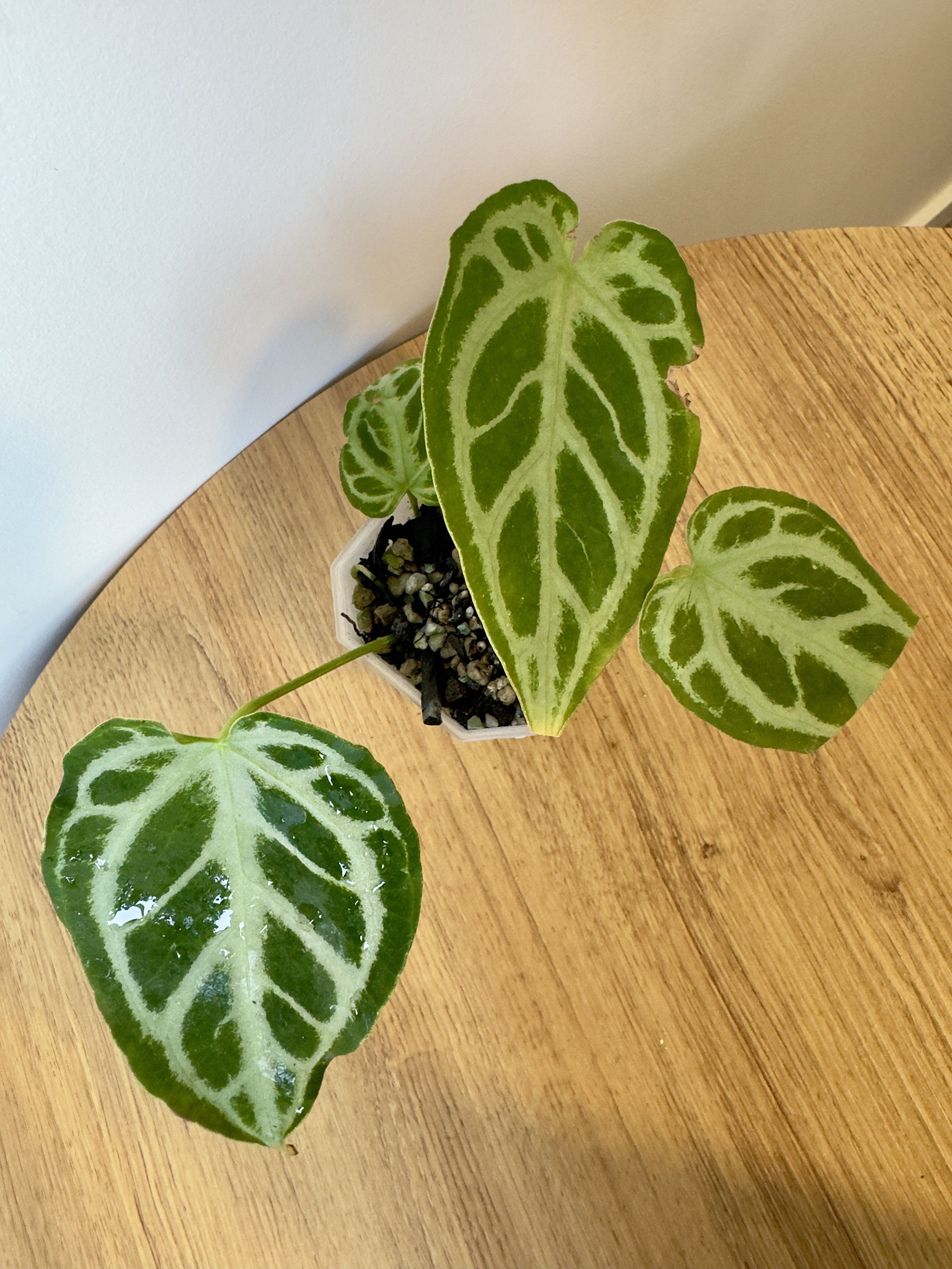 Anthurium Crystallinum x NOID