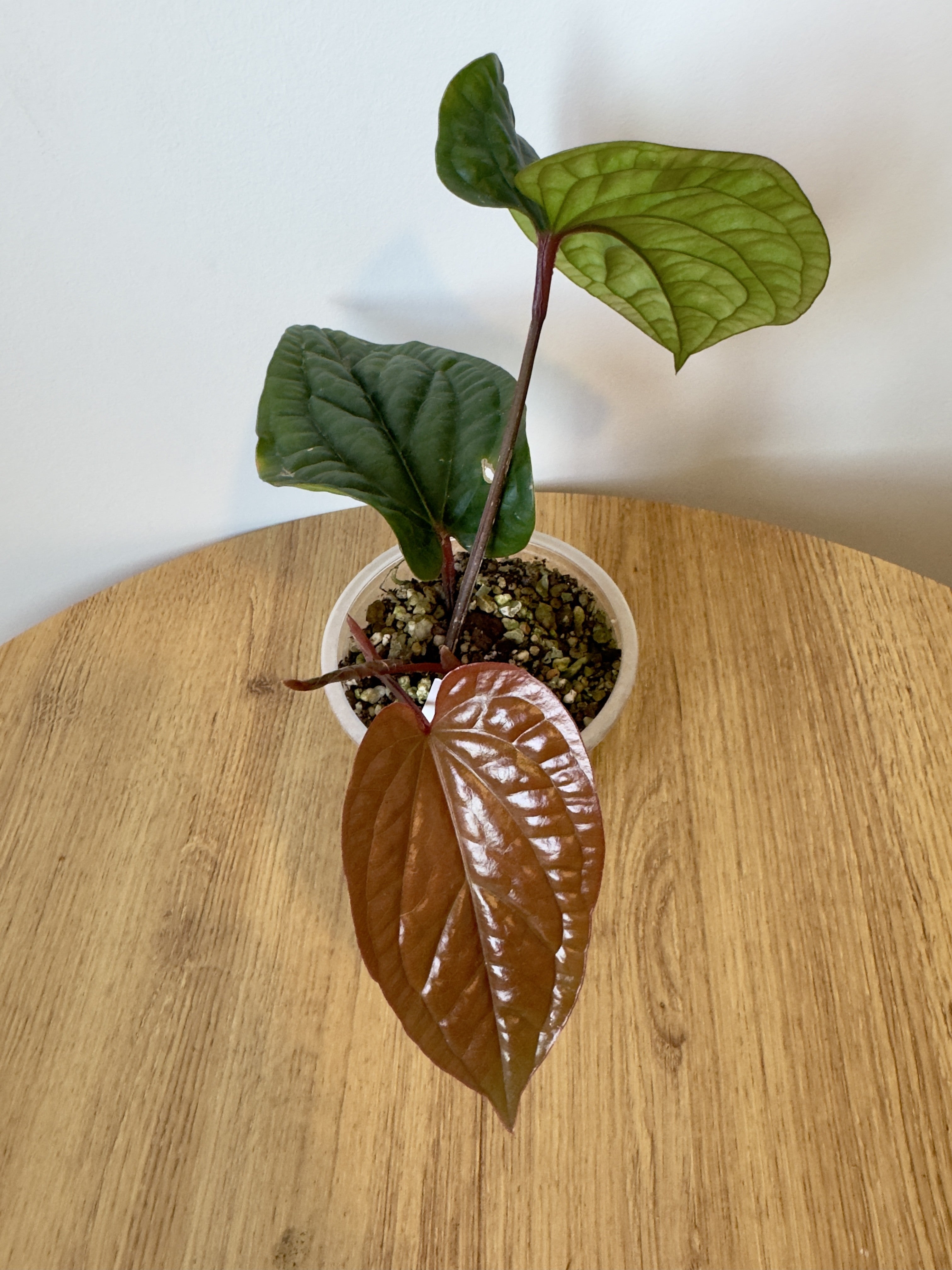Anthurium Radicans x Luxurians