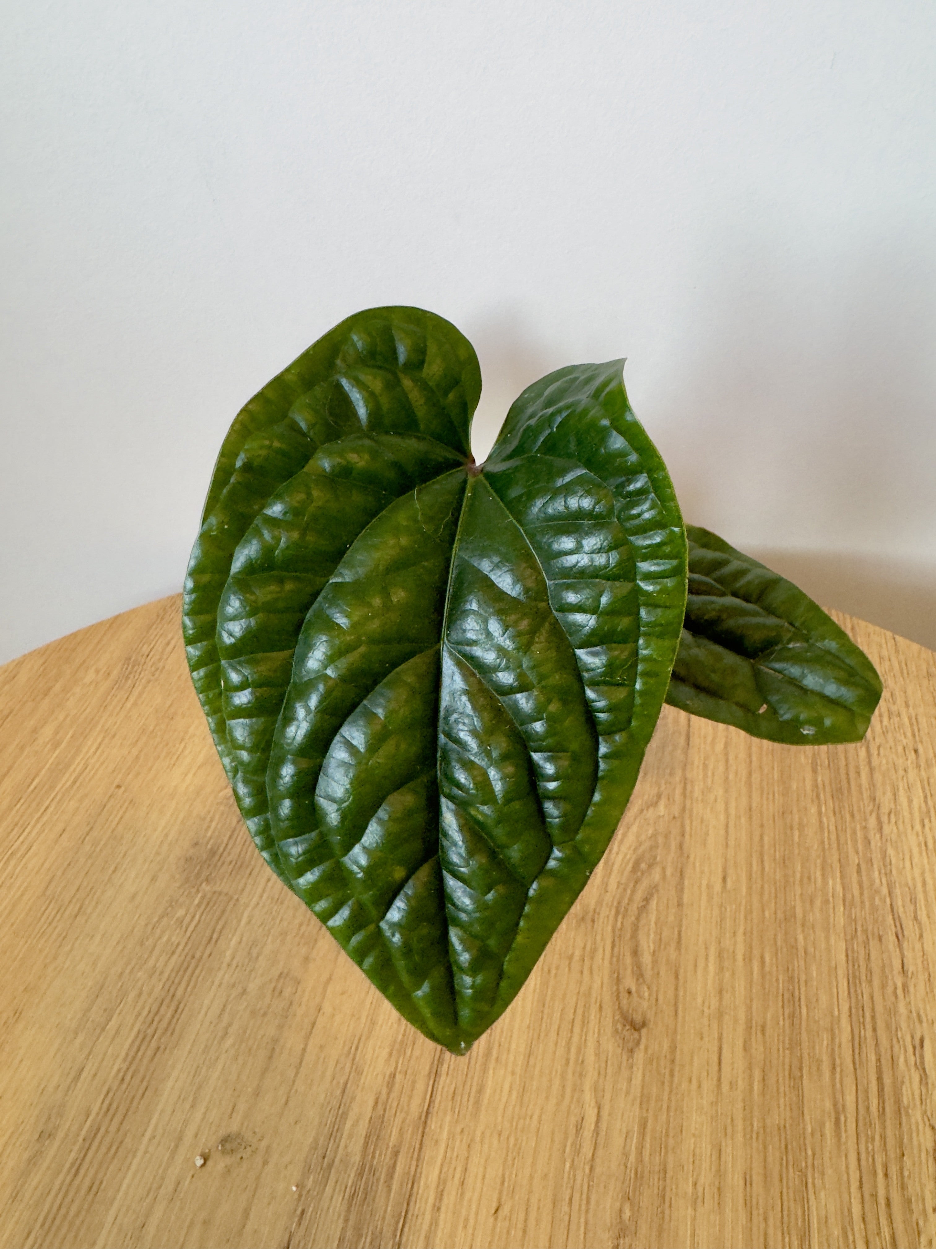 Anthurium Radicans x Luxurians