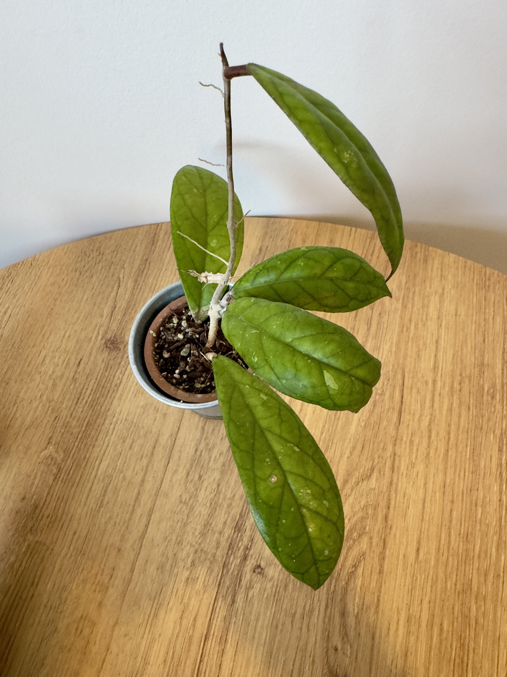 Hoya Crassipetiolata