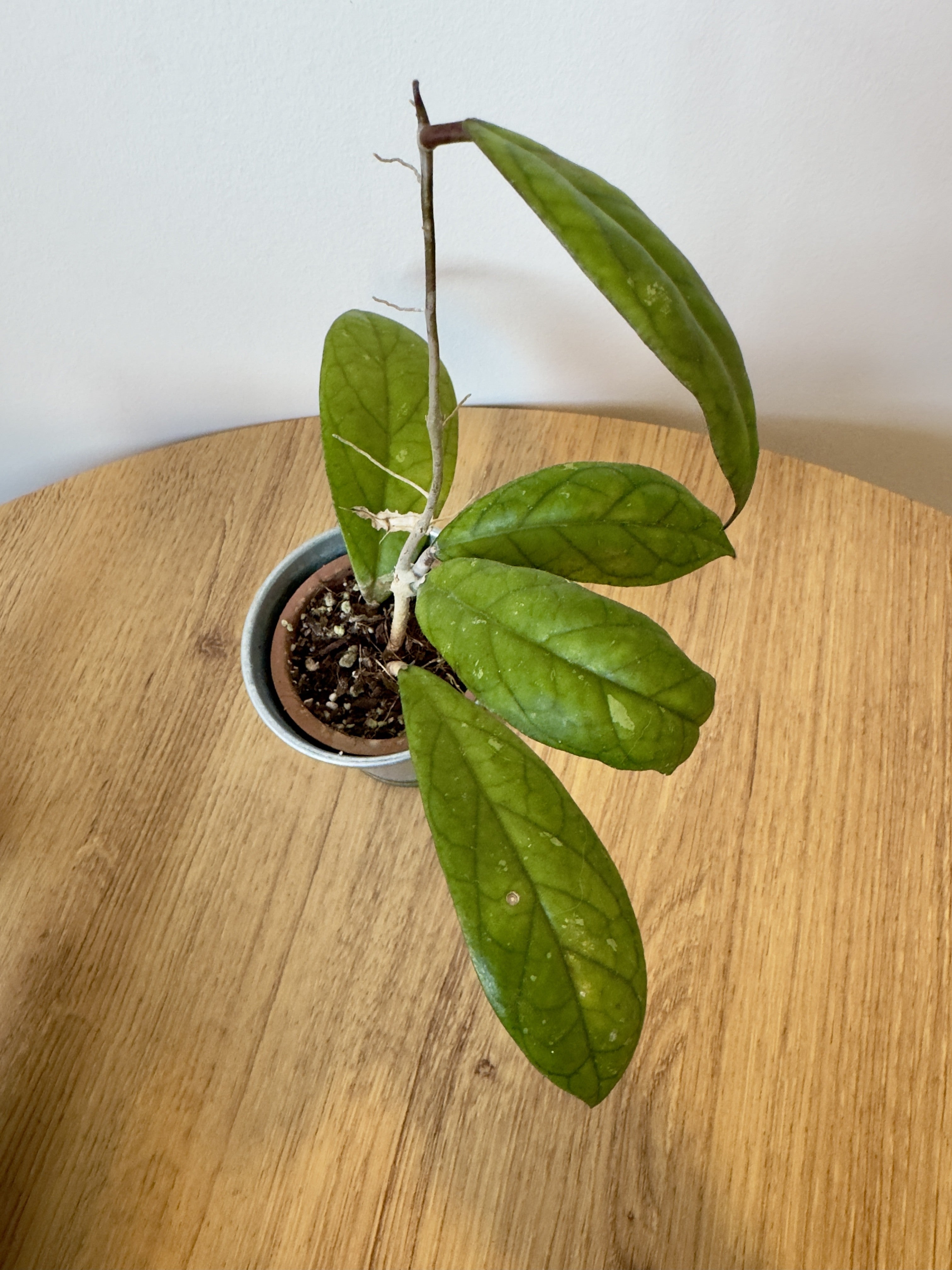 Hoya Crassipetiolata
