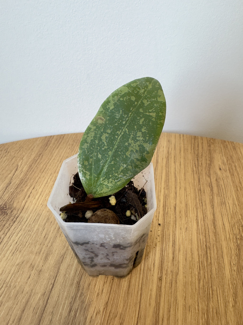 Hoya Wibergiae