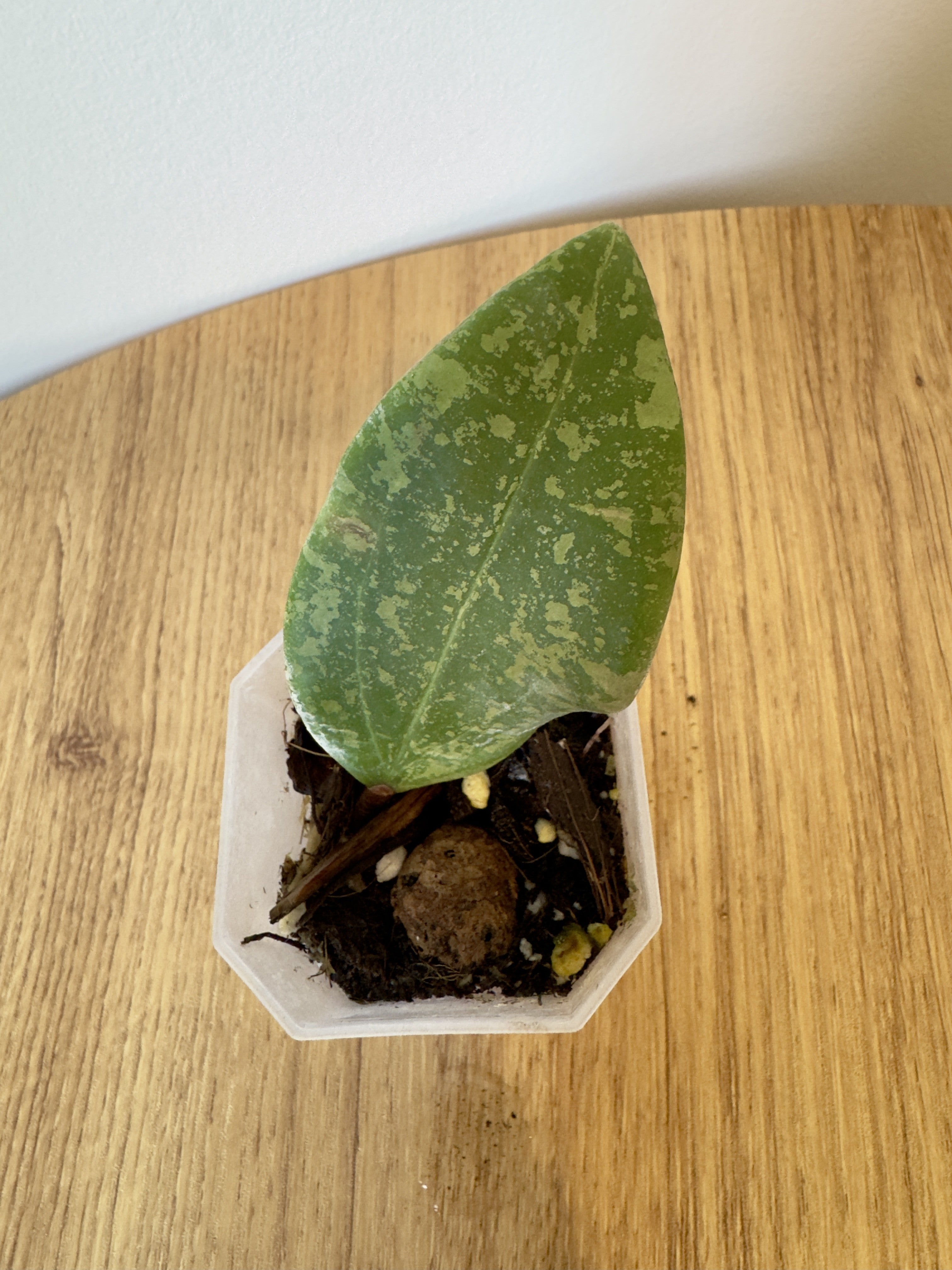 Hoya Wibergiae