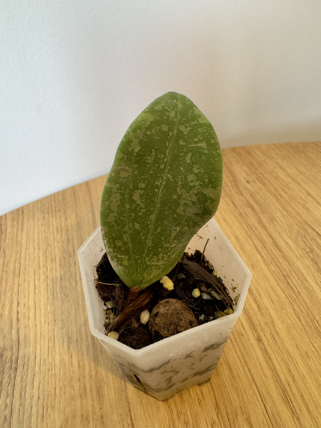 Hoya Wibergiae