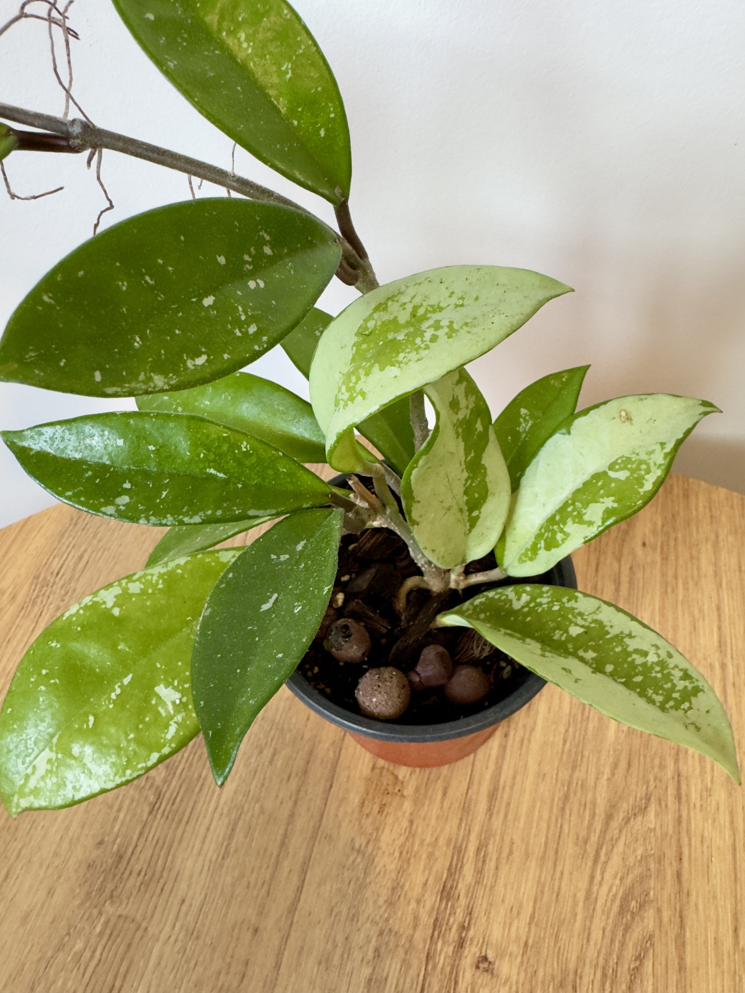 Hoya AH074 Silver